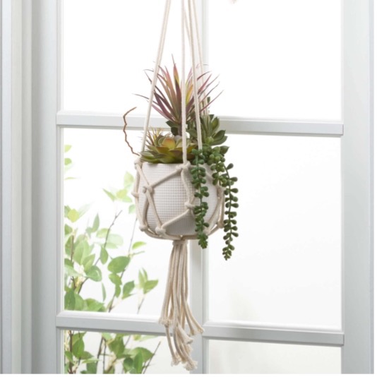 Hanging Succulent
