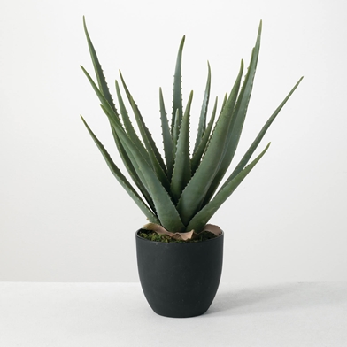 POTTED ALOE PLANT