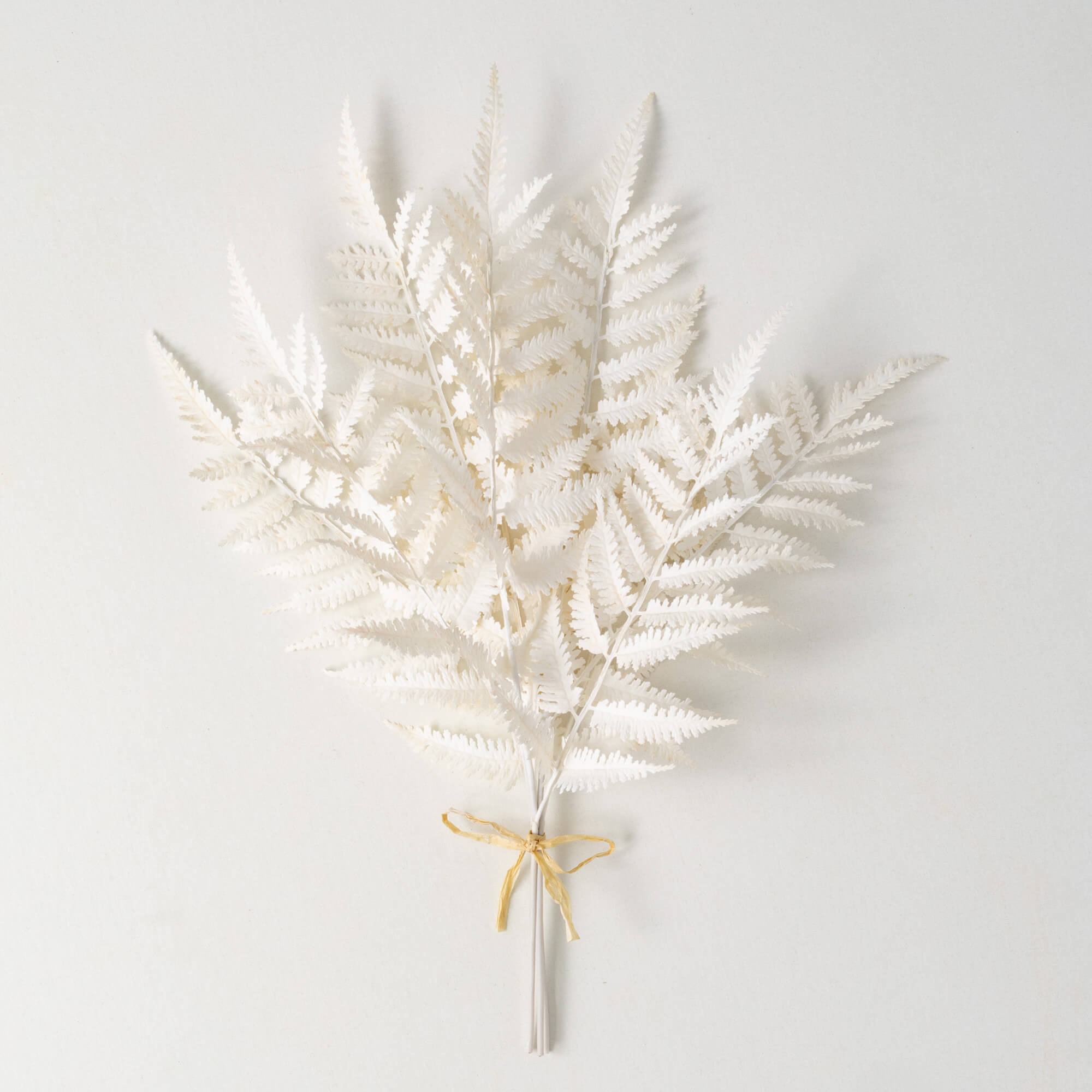 CREAMY BOSTON FERN BUSH