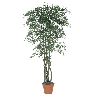 7'H OLIVE TREE