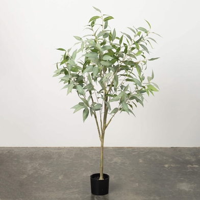 TALL POTTED EUCALYPTUS TREE