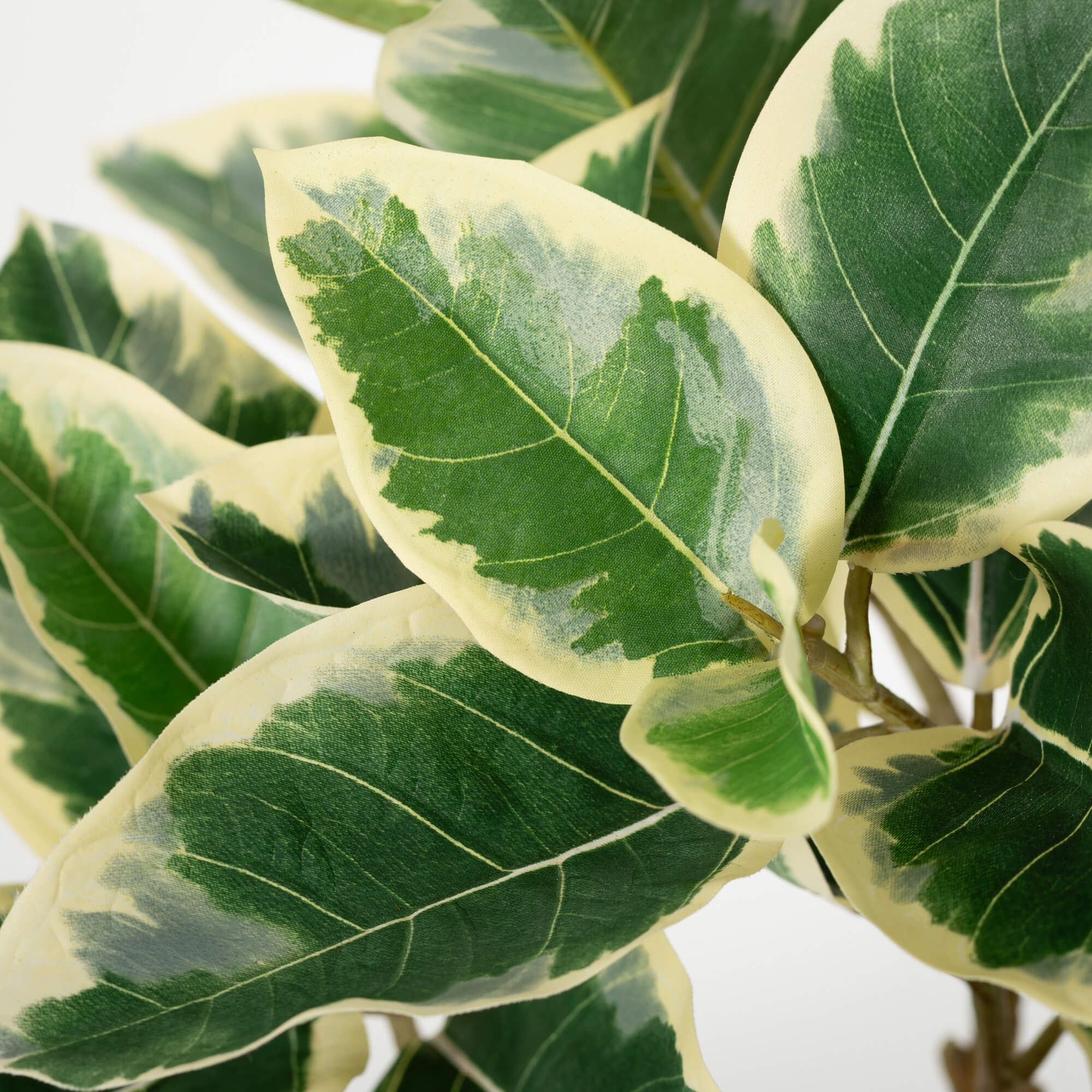 POTTED RUBBER TREE