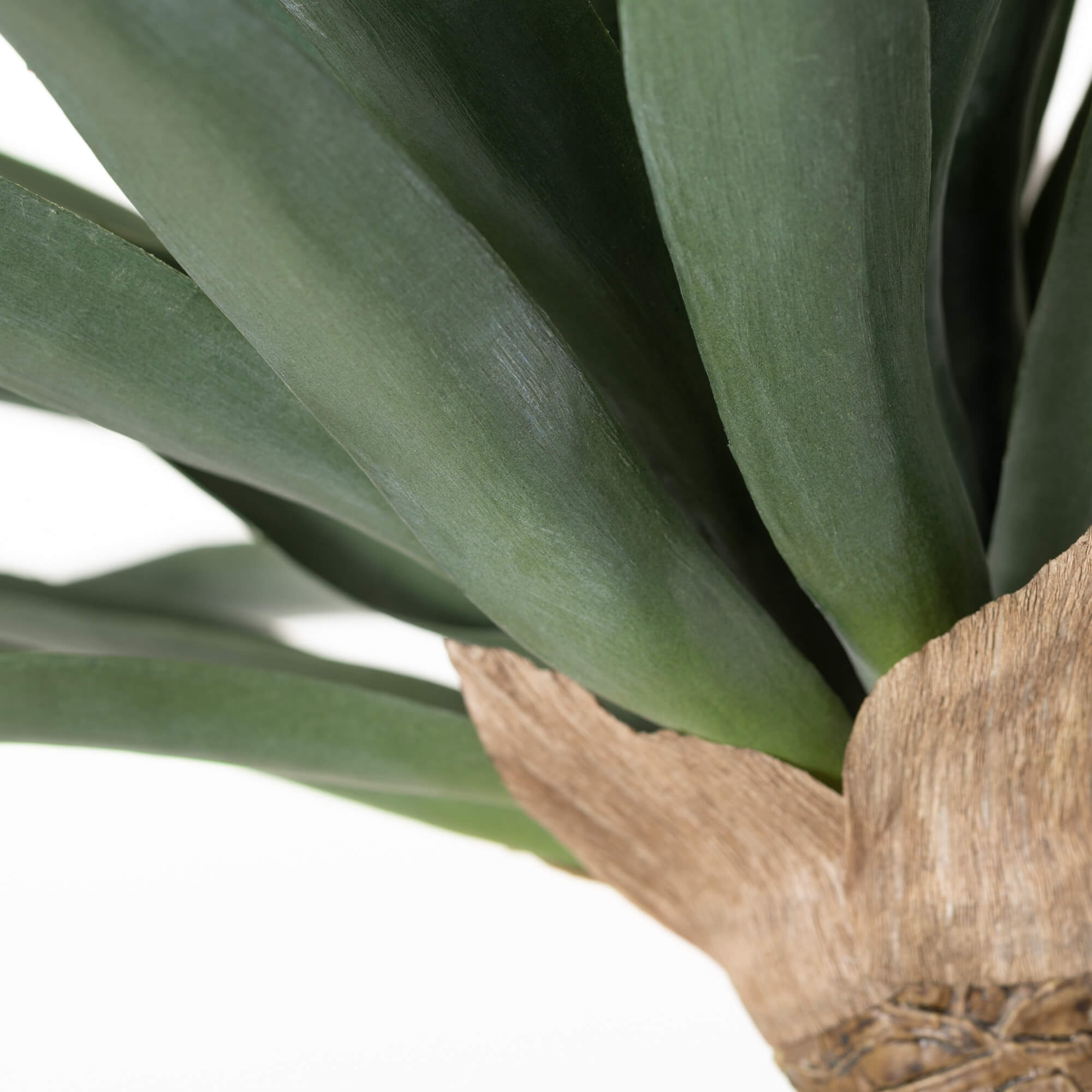 POTTED YUCA TREE