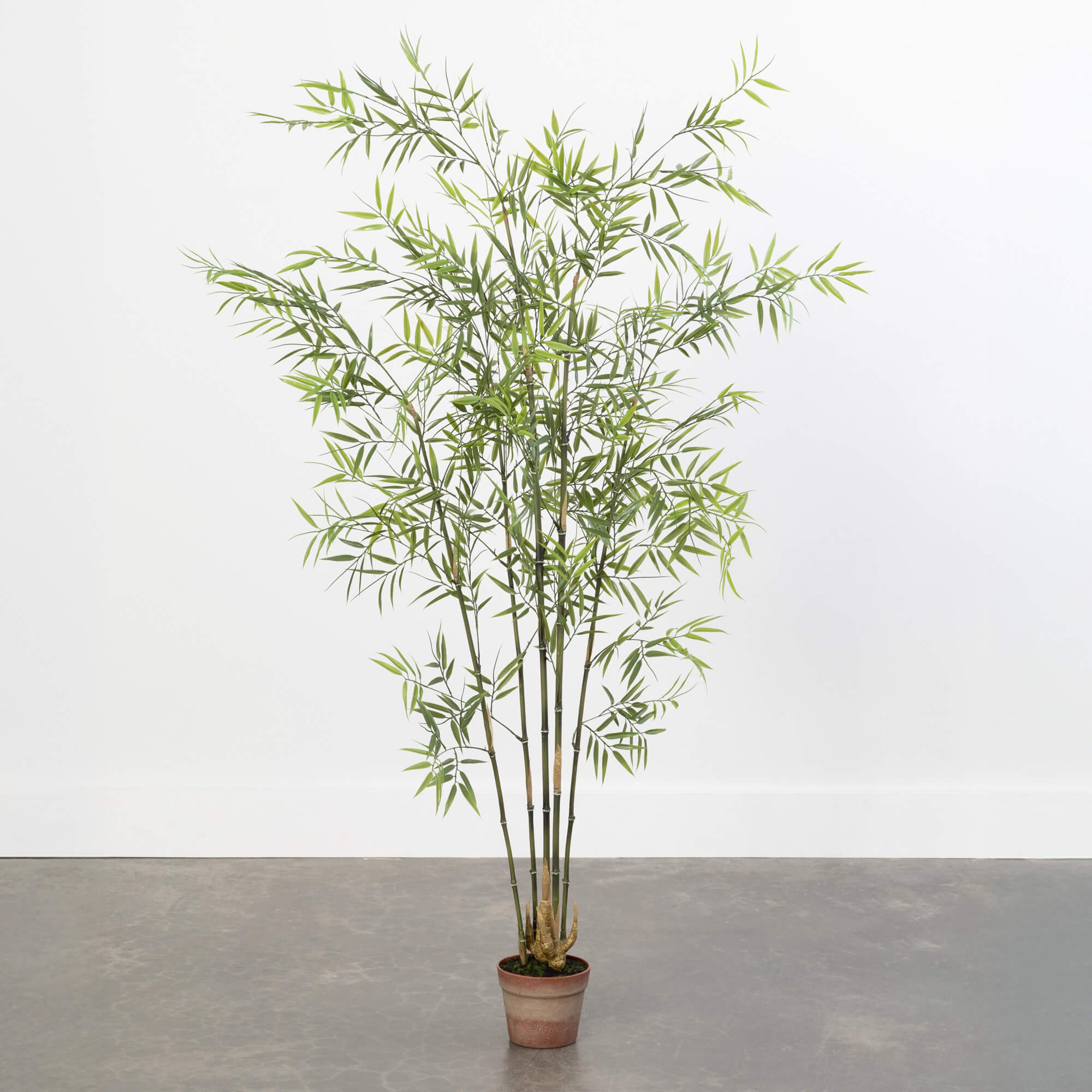 POTTED BAMBOO TREE