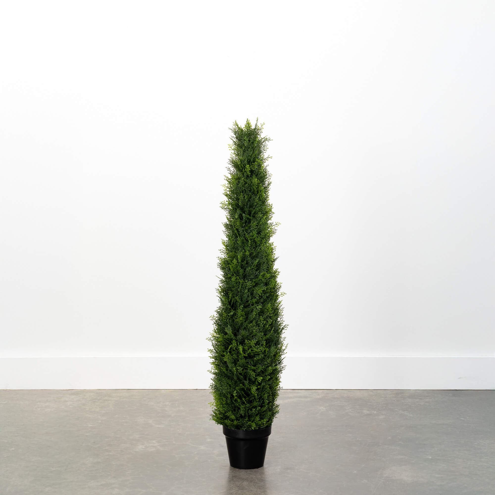 4' CYPRUS TREE