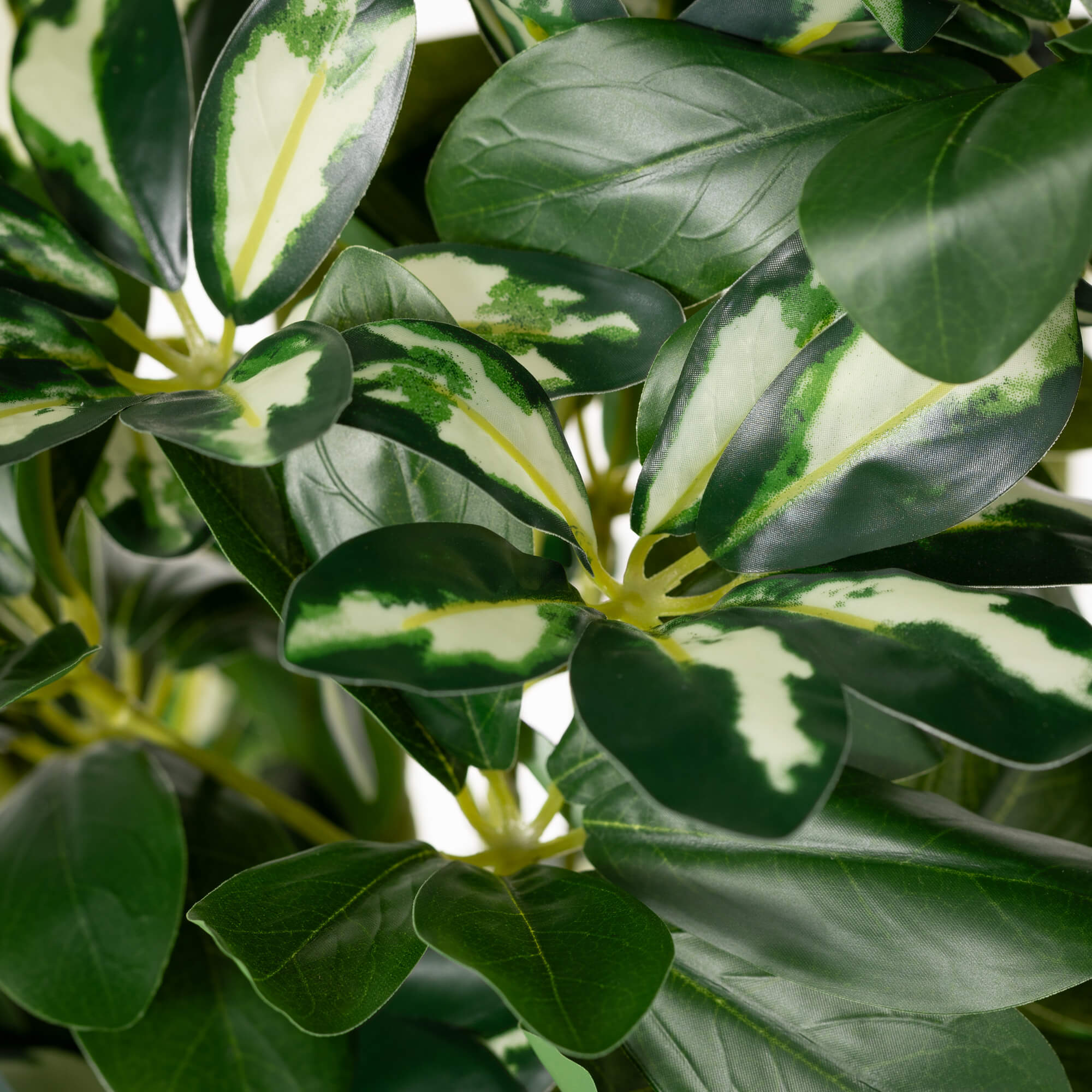 SCHEFFLERA TREE