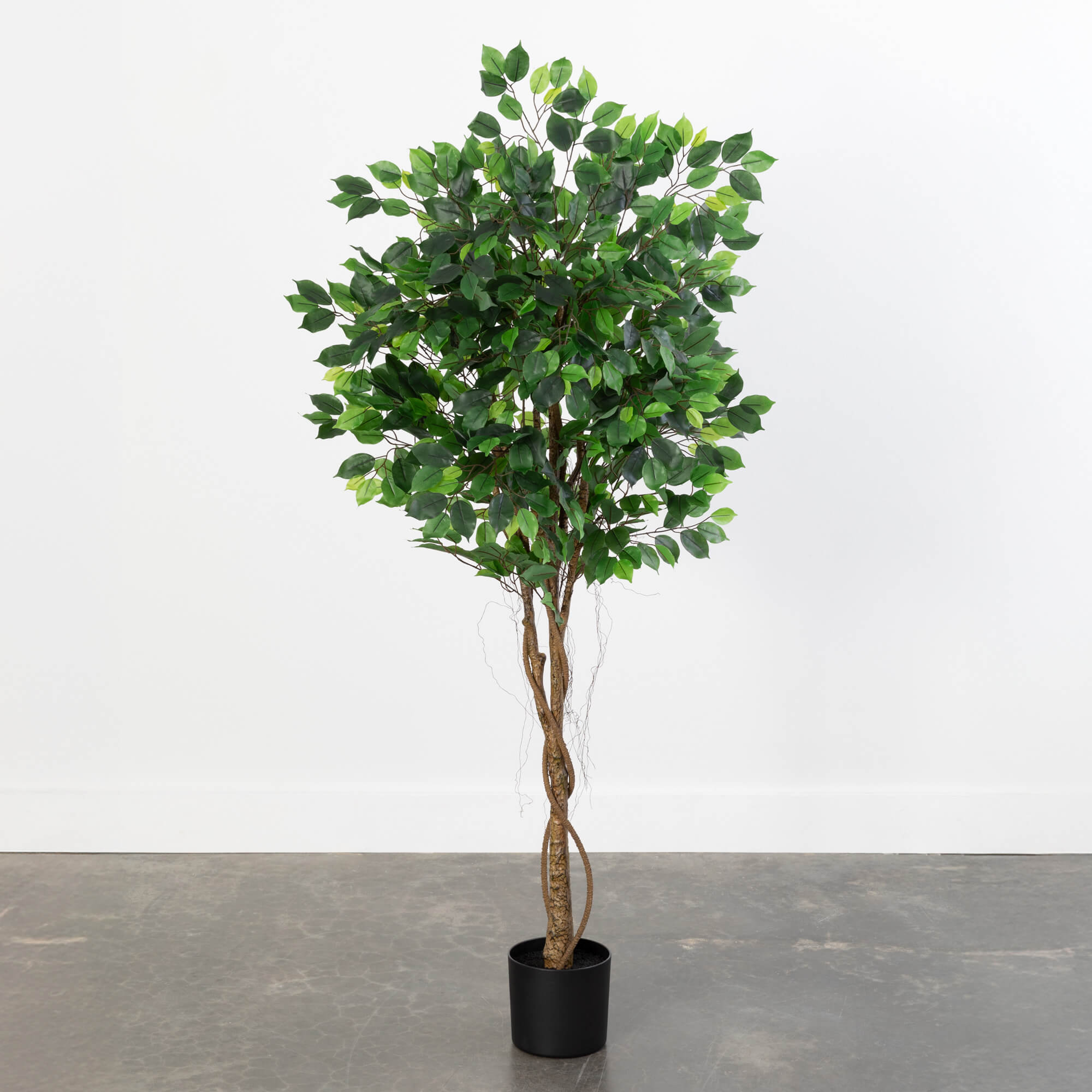 FICUS TREE
