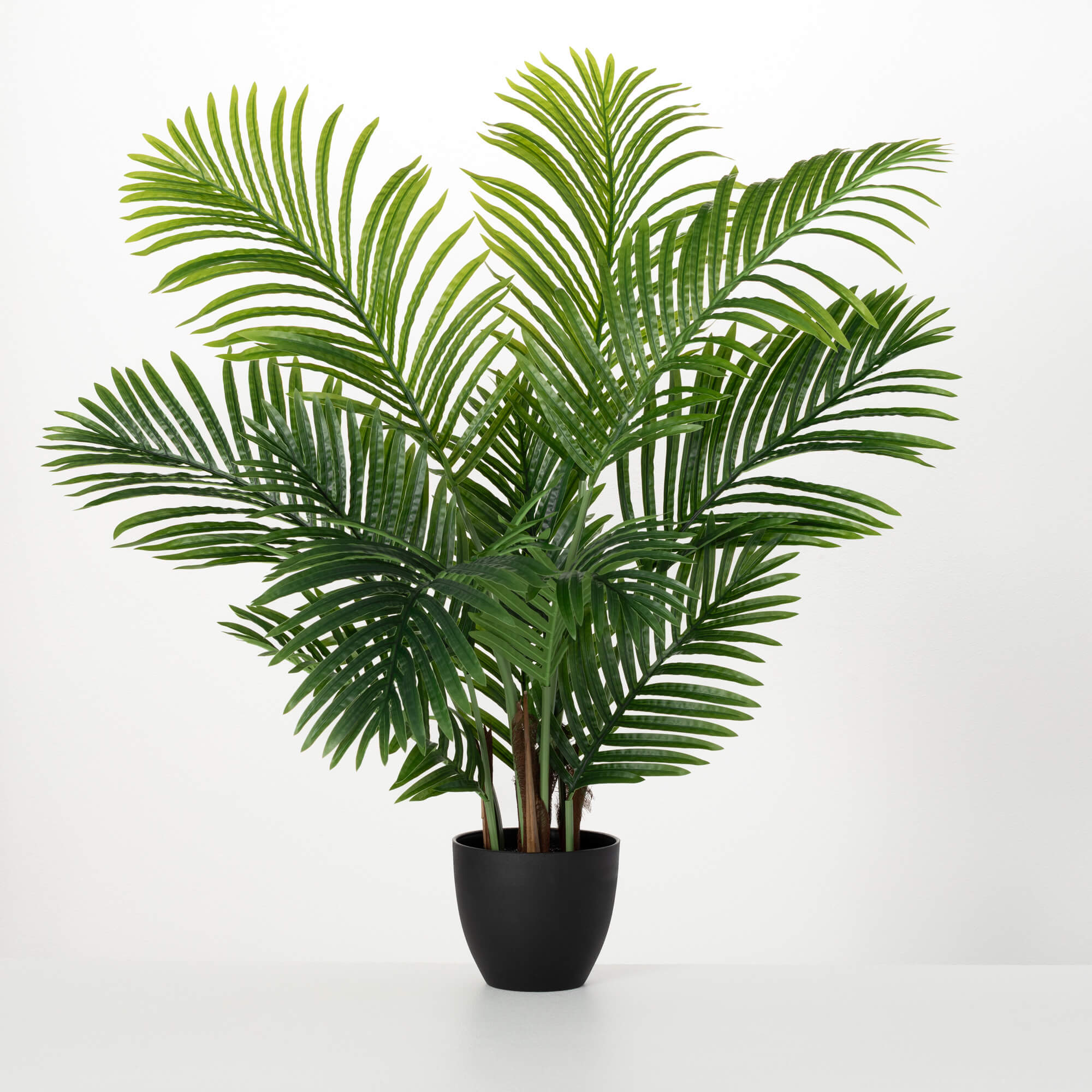 PALM TREE