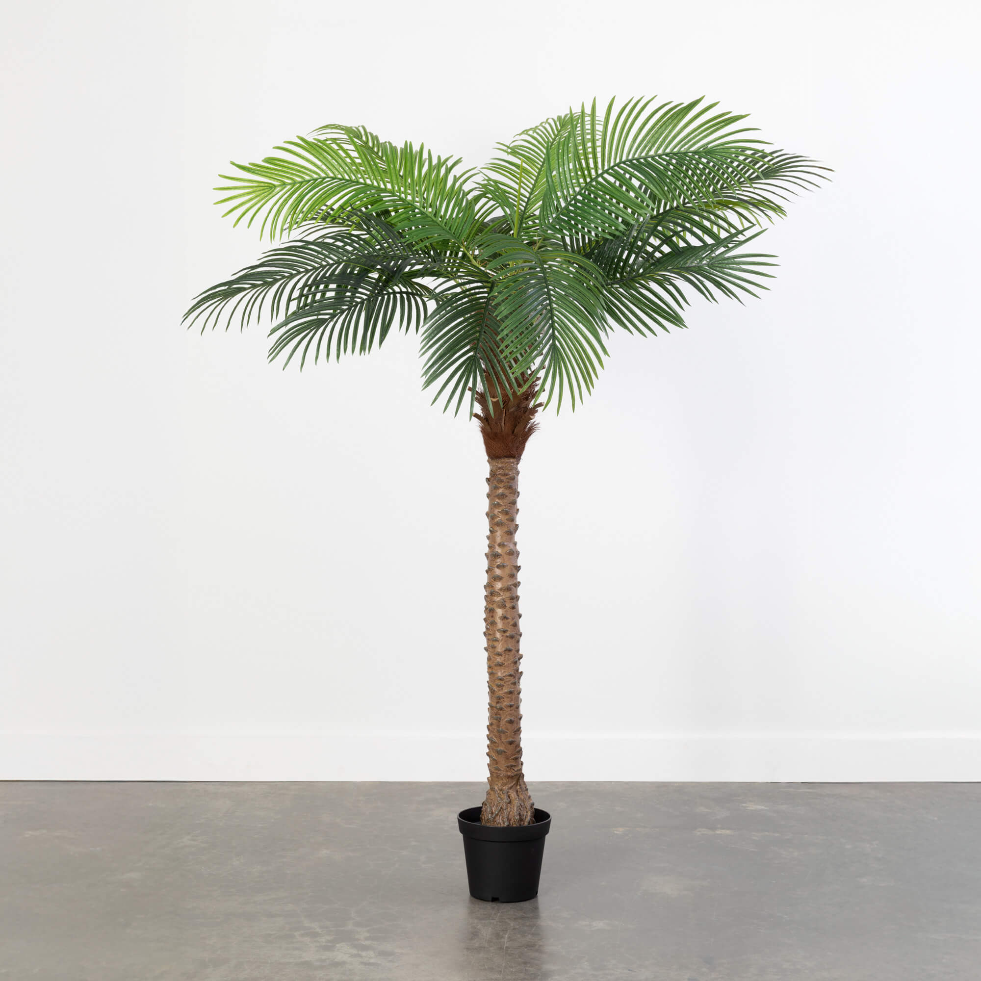 PALM TREE