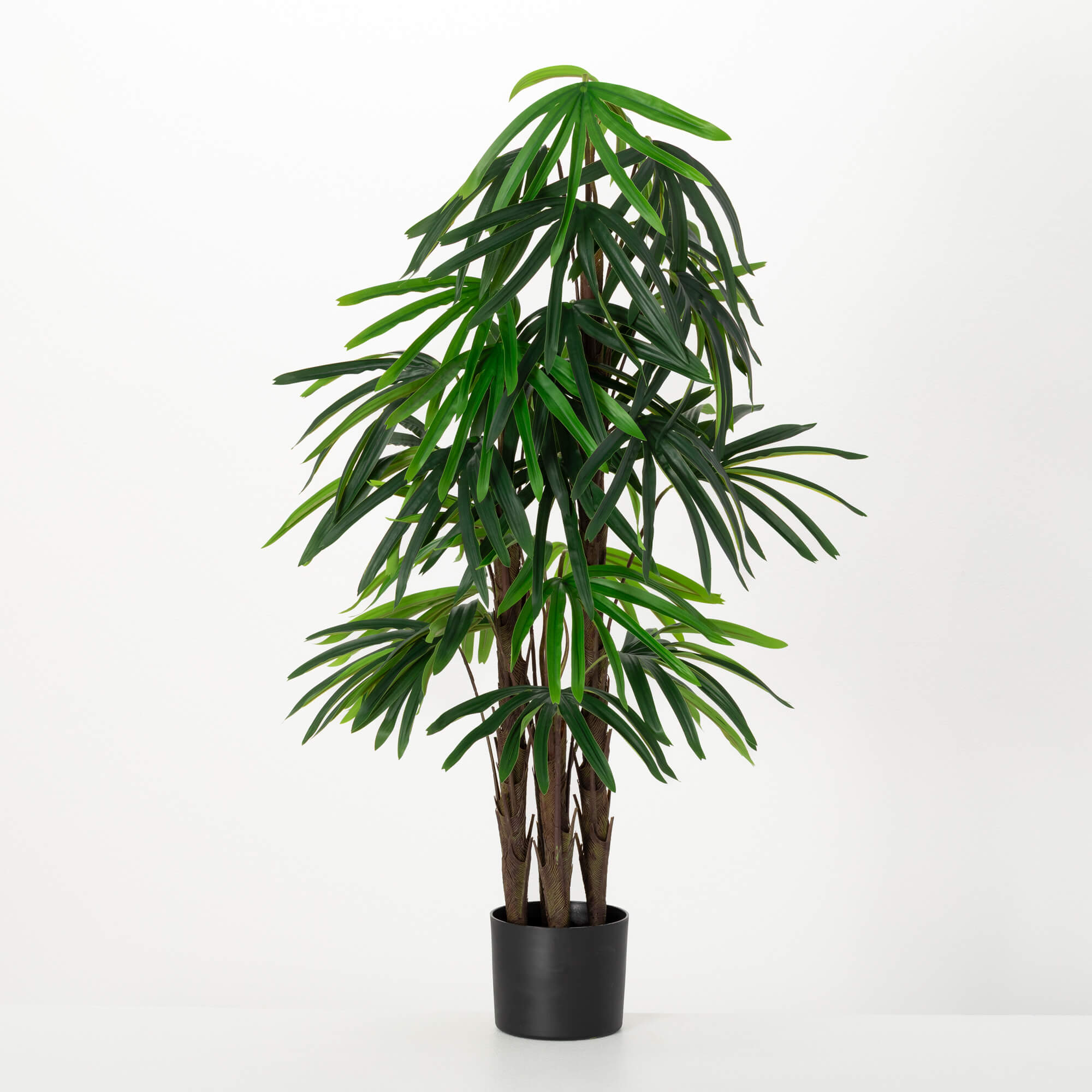 RHAPIS TREE
