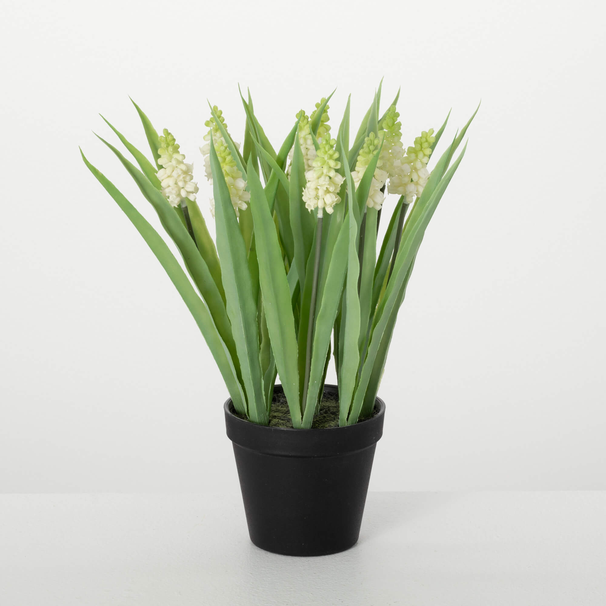 POTTED IVORY GRAPE HYACINTH