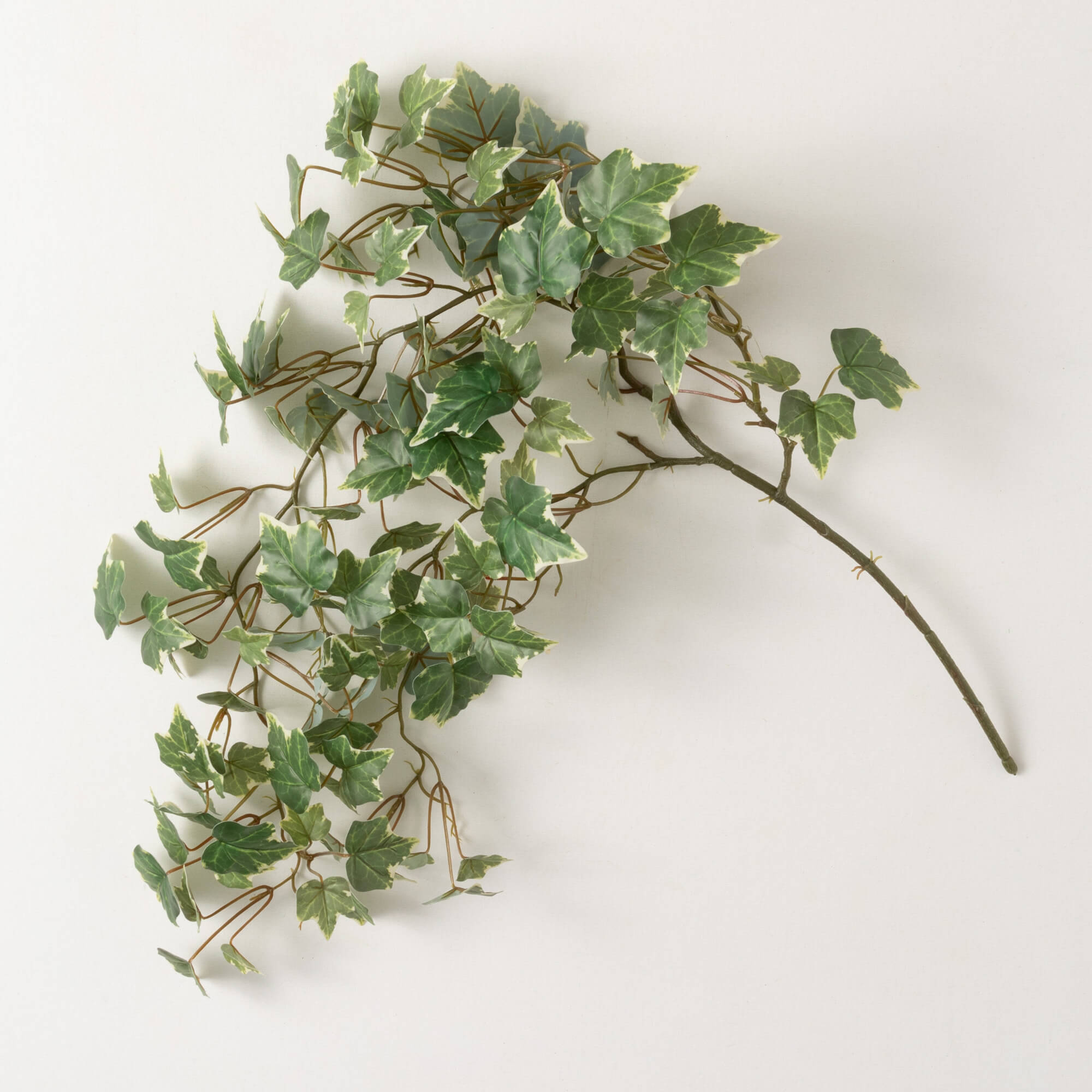 VARIEGATED IVY BUSH