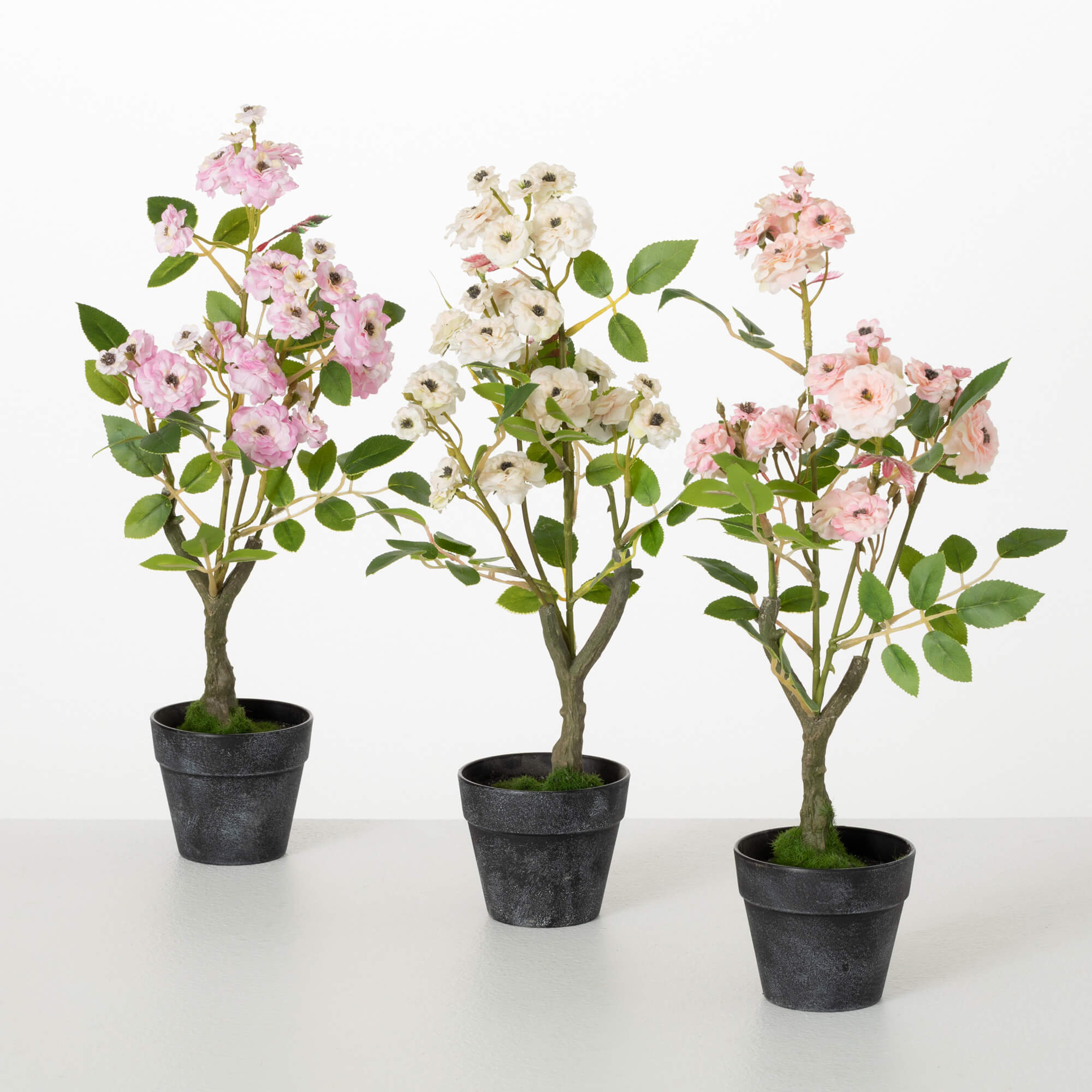 MINI ROSE BUSH