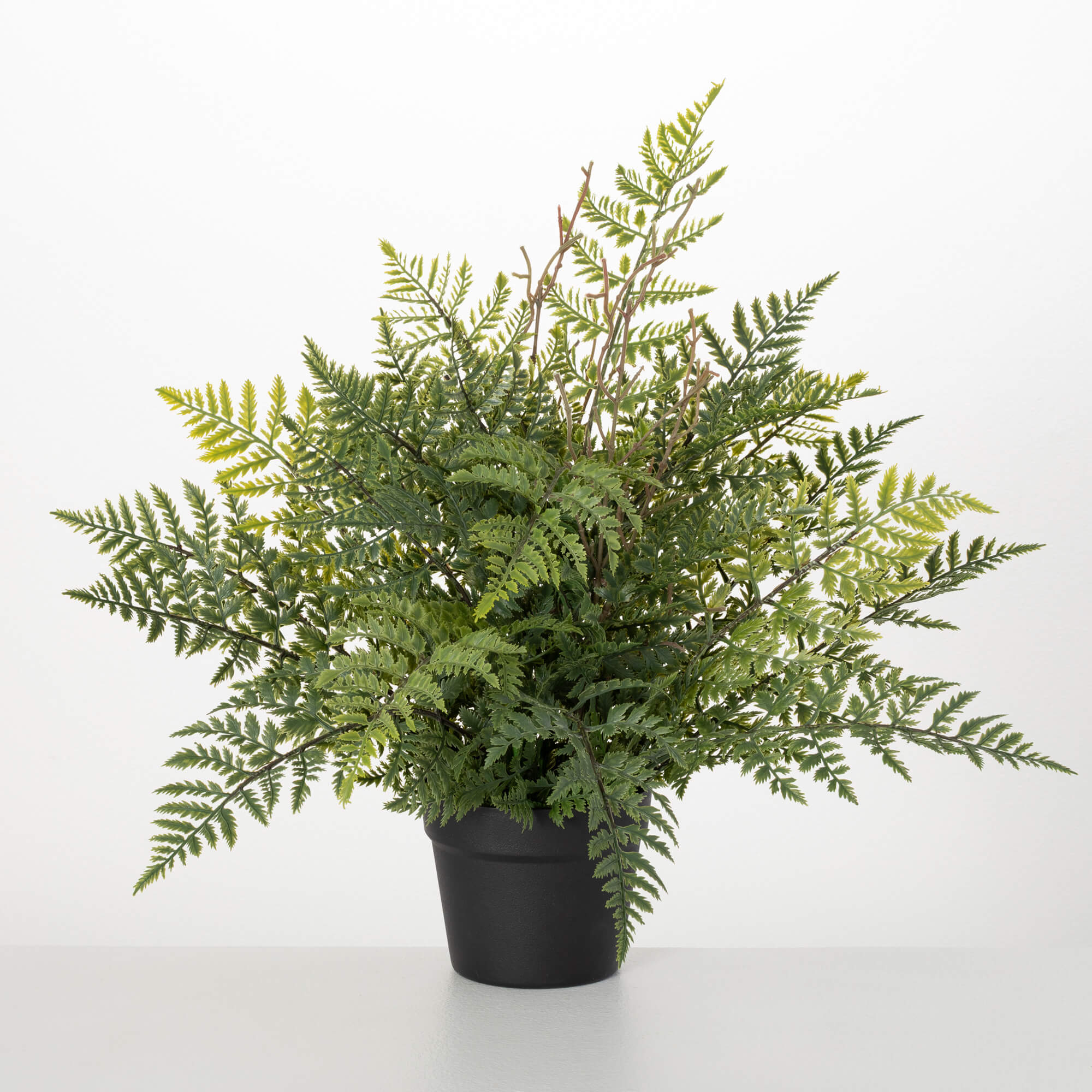 POTTED FERN