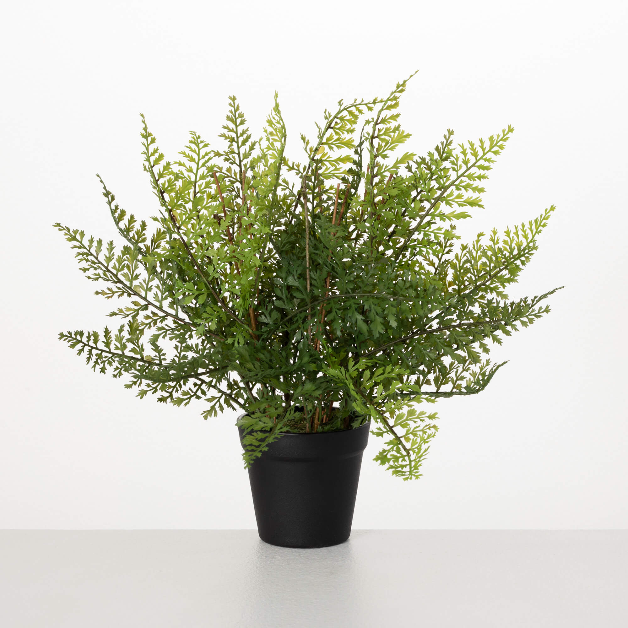 POTTED SPATULIFOLIUS FERN