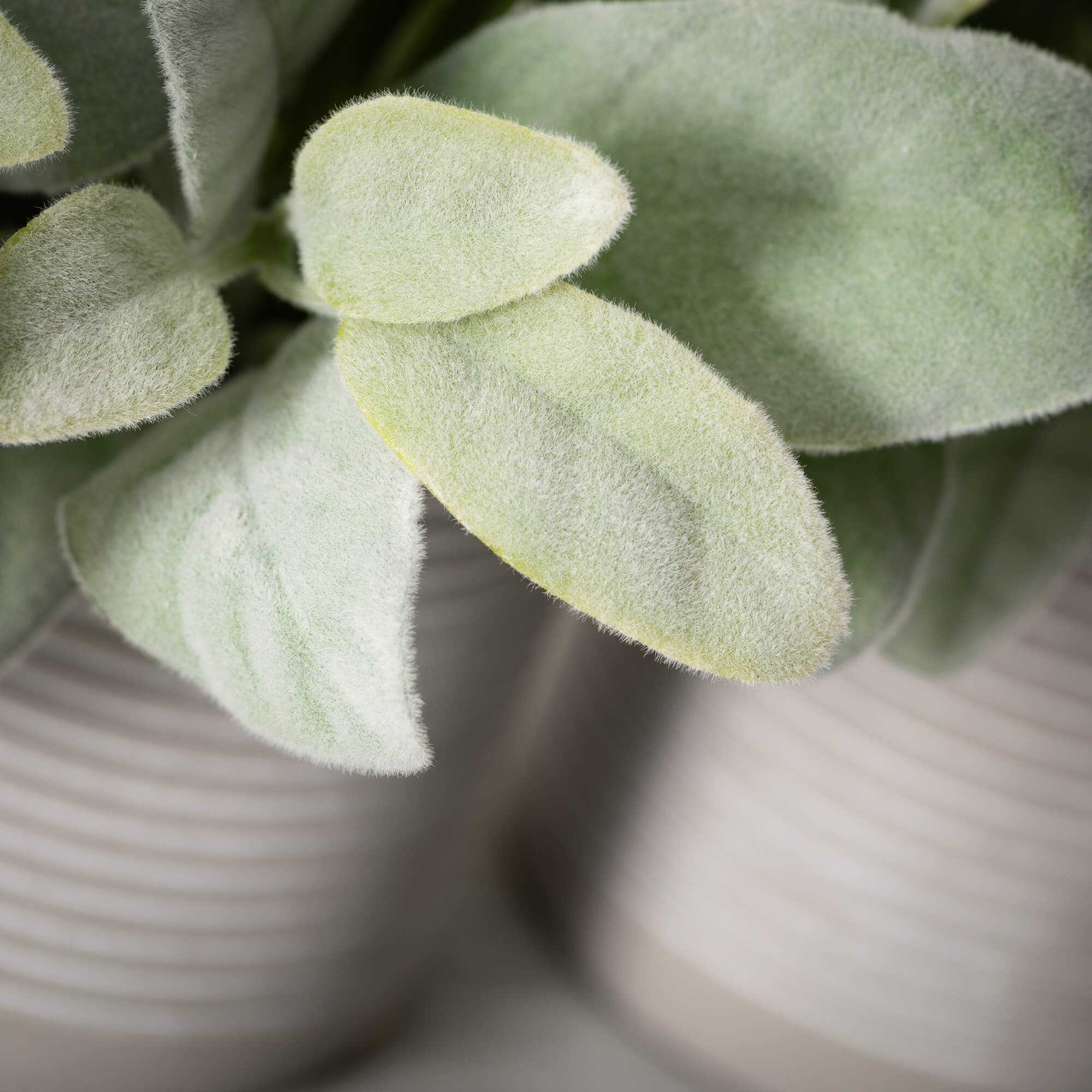 LAMBS EAR PREMADE