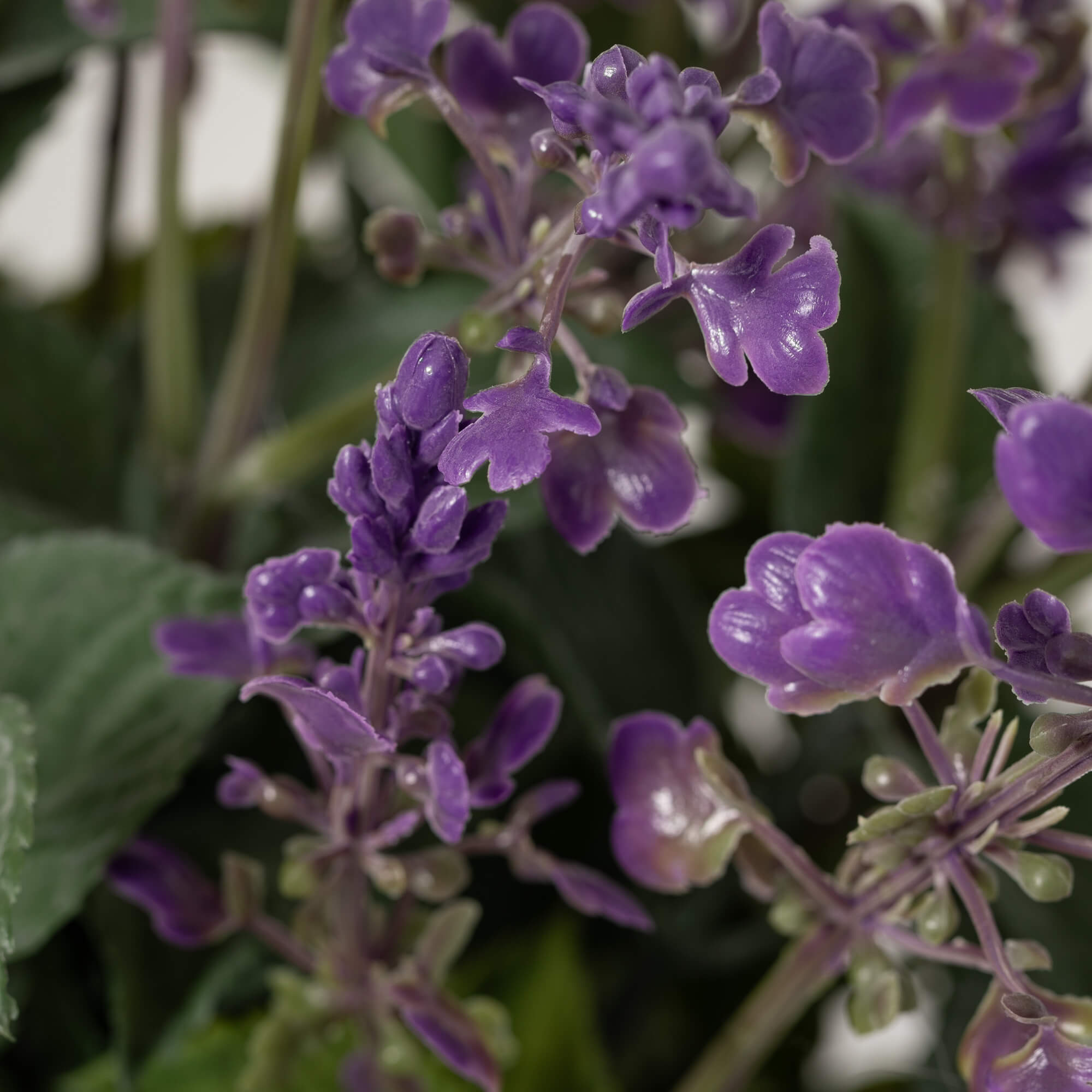 POTTED SALVIA