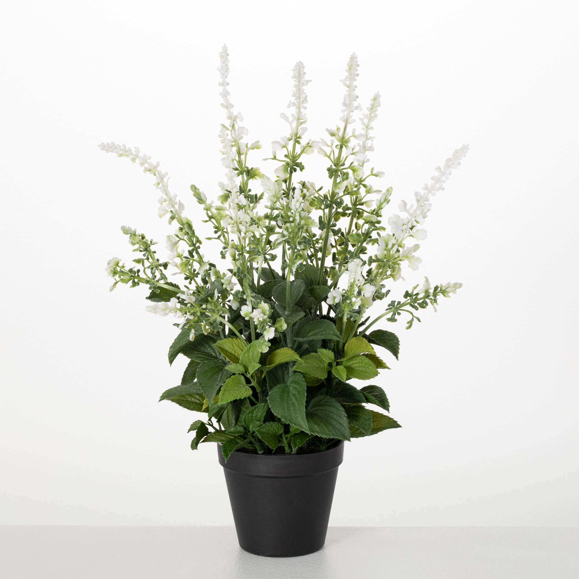 POTTED SALVIA