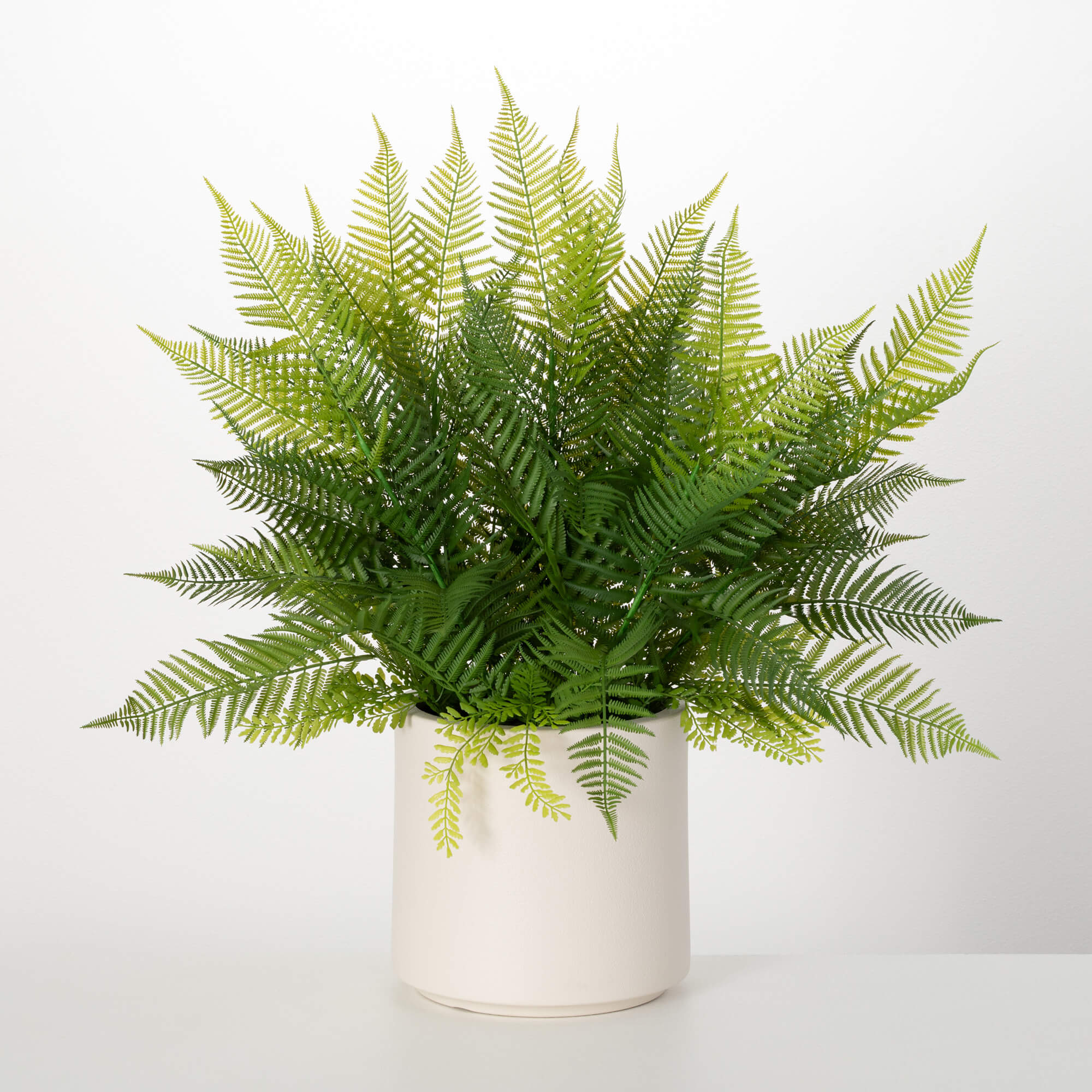 POTTED JUMBO FERN