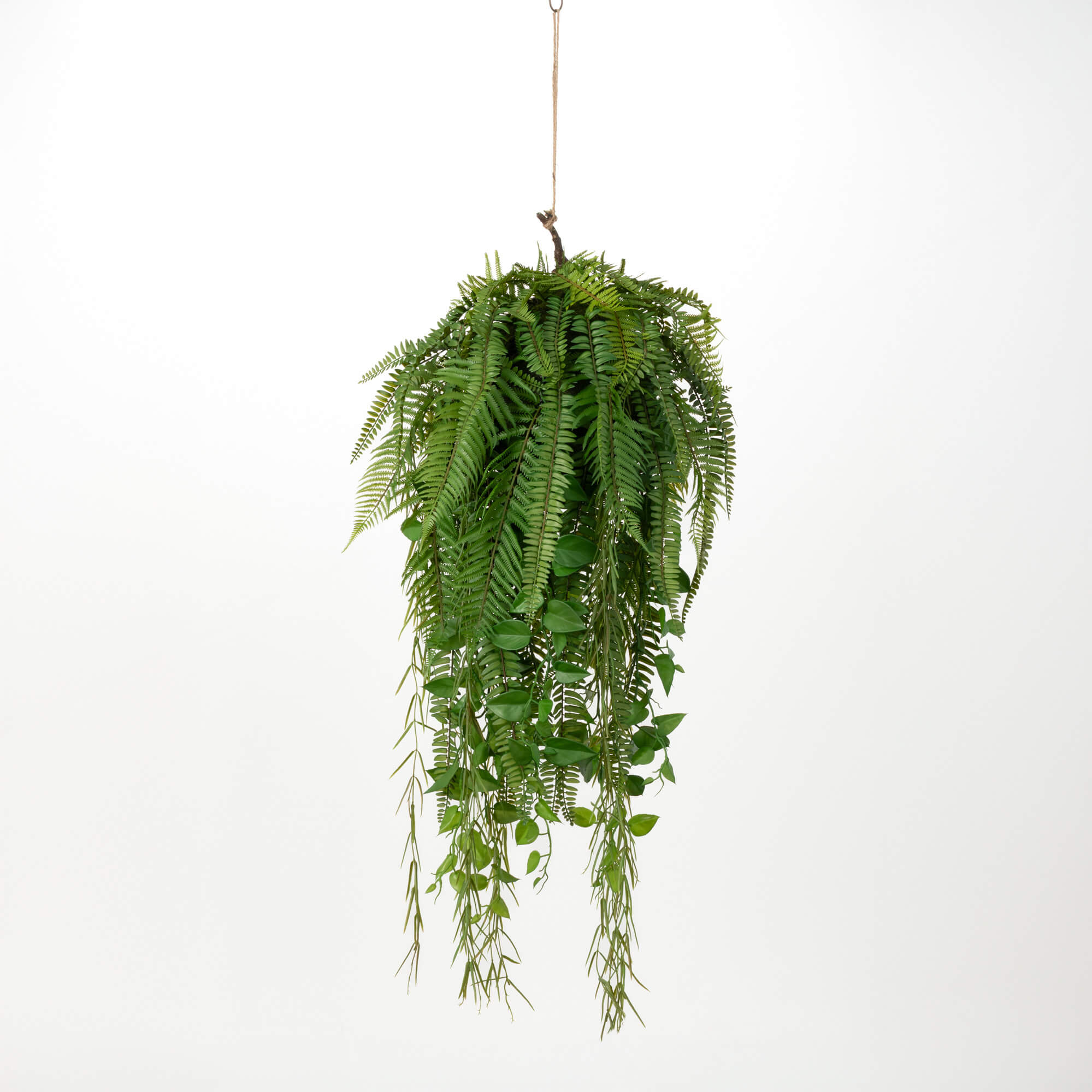 HANGING JUMBO FERN
