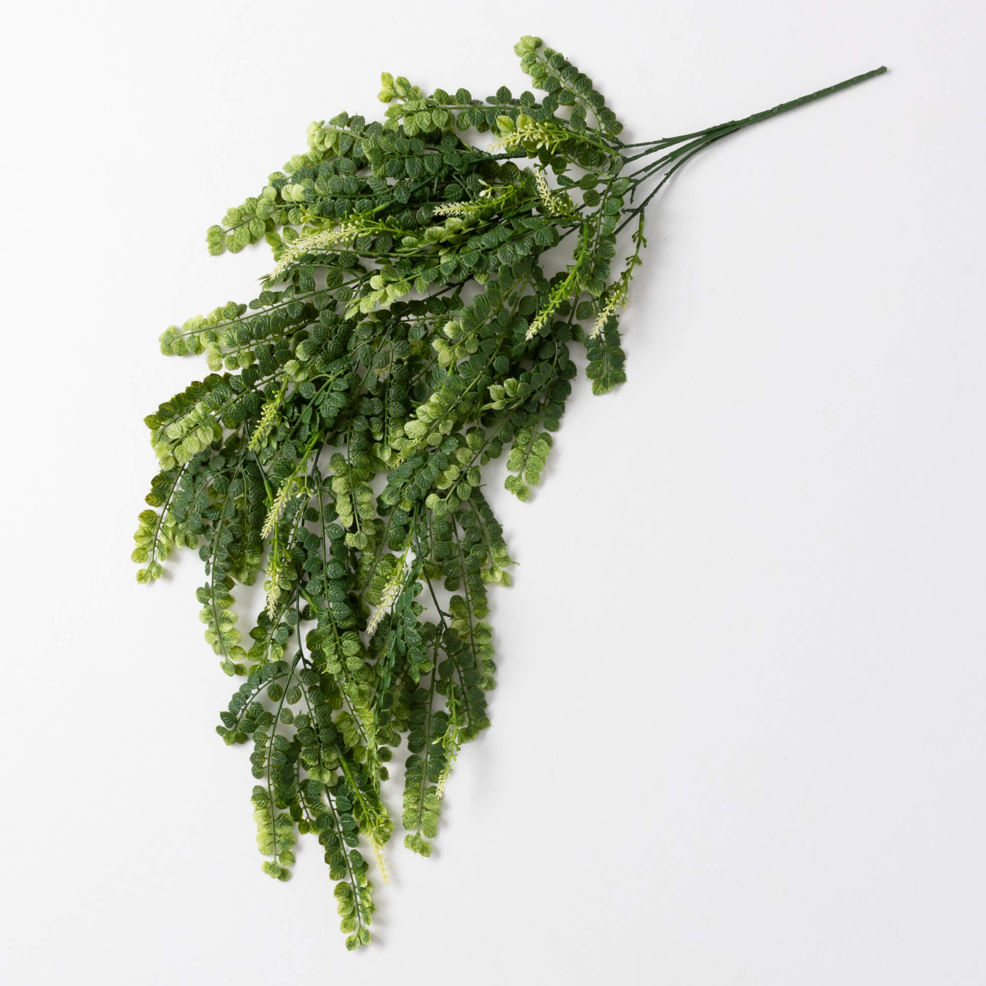 KATSURA BUSH