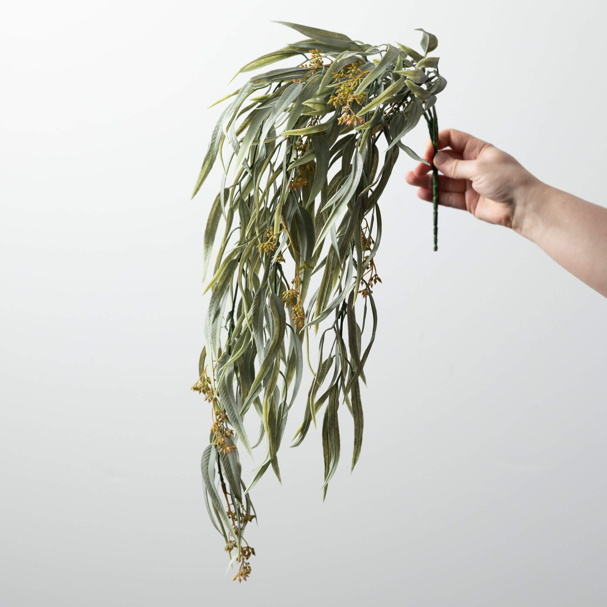 DRAPING EUCALYPTUS BUSH