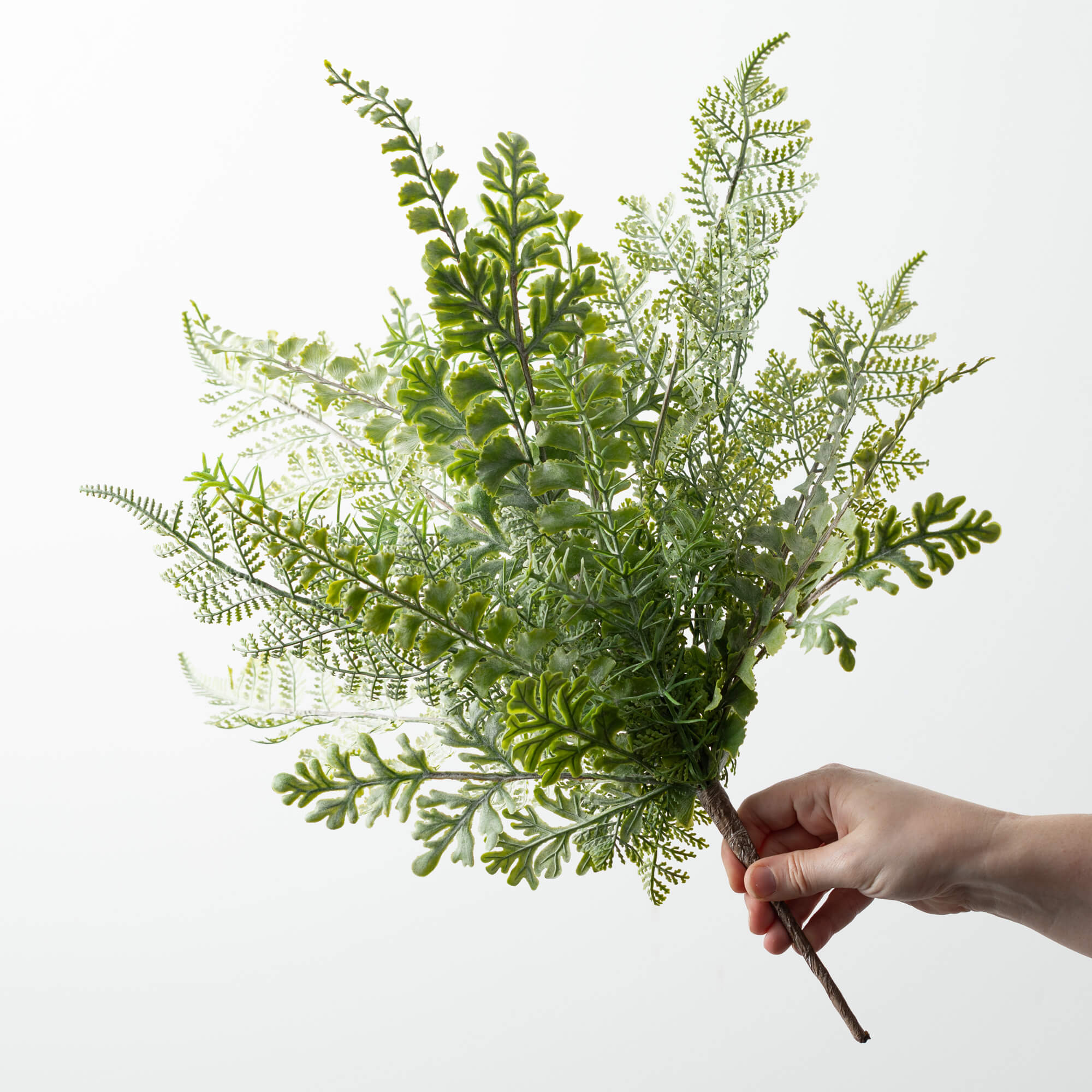 FERN BUSH