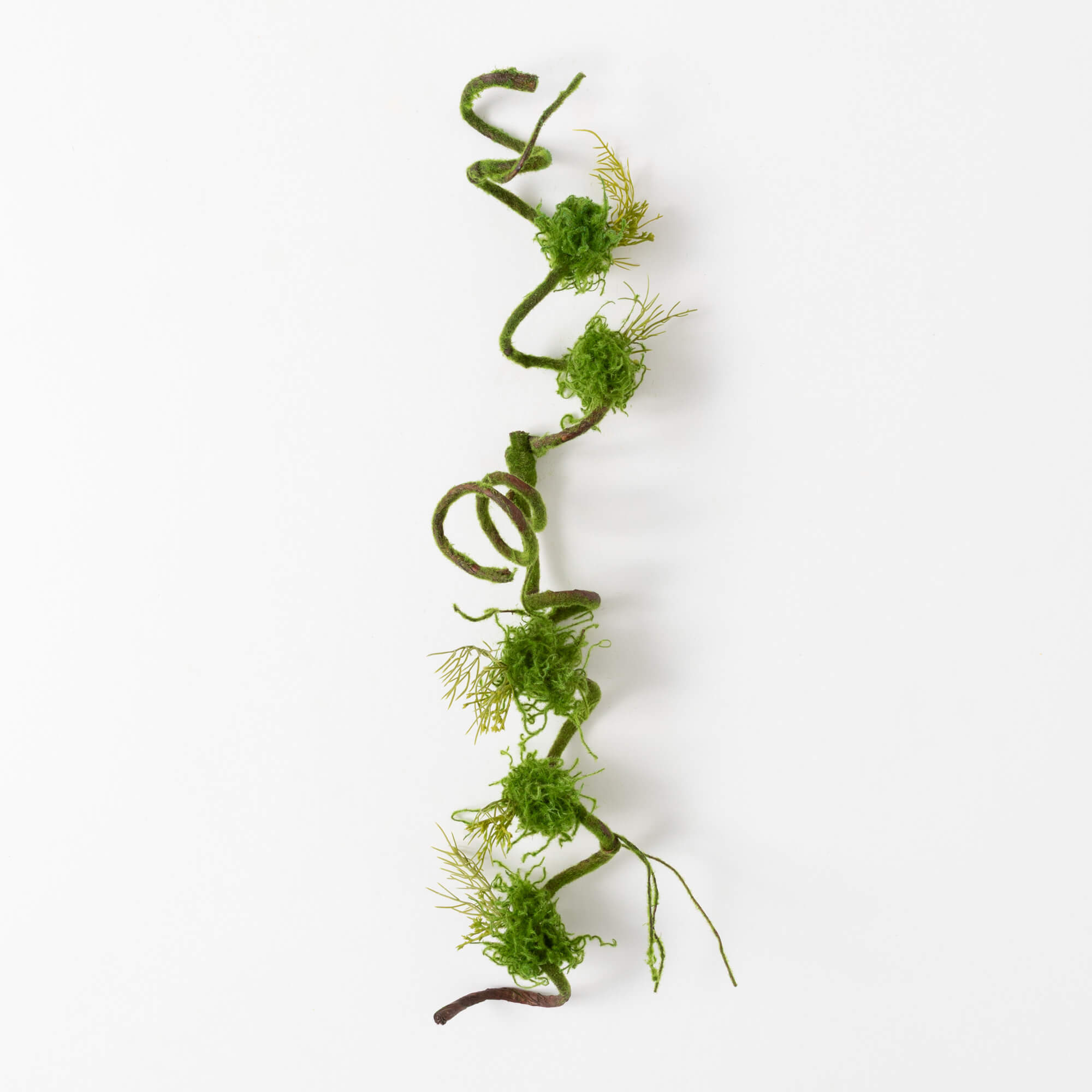 CURLY BRANCH