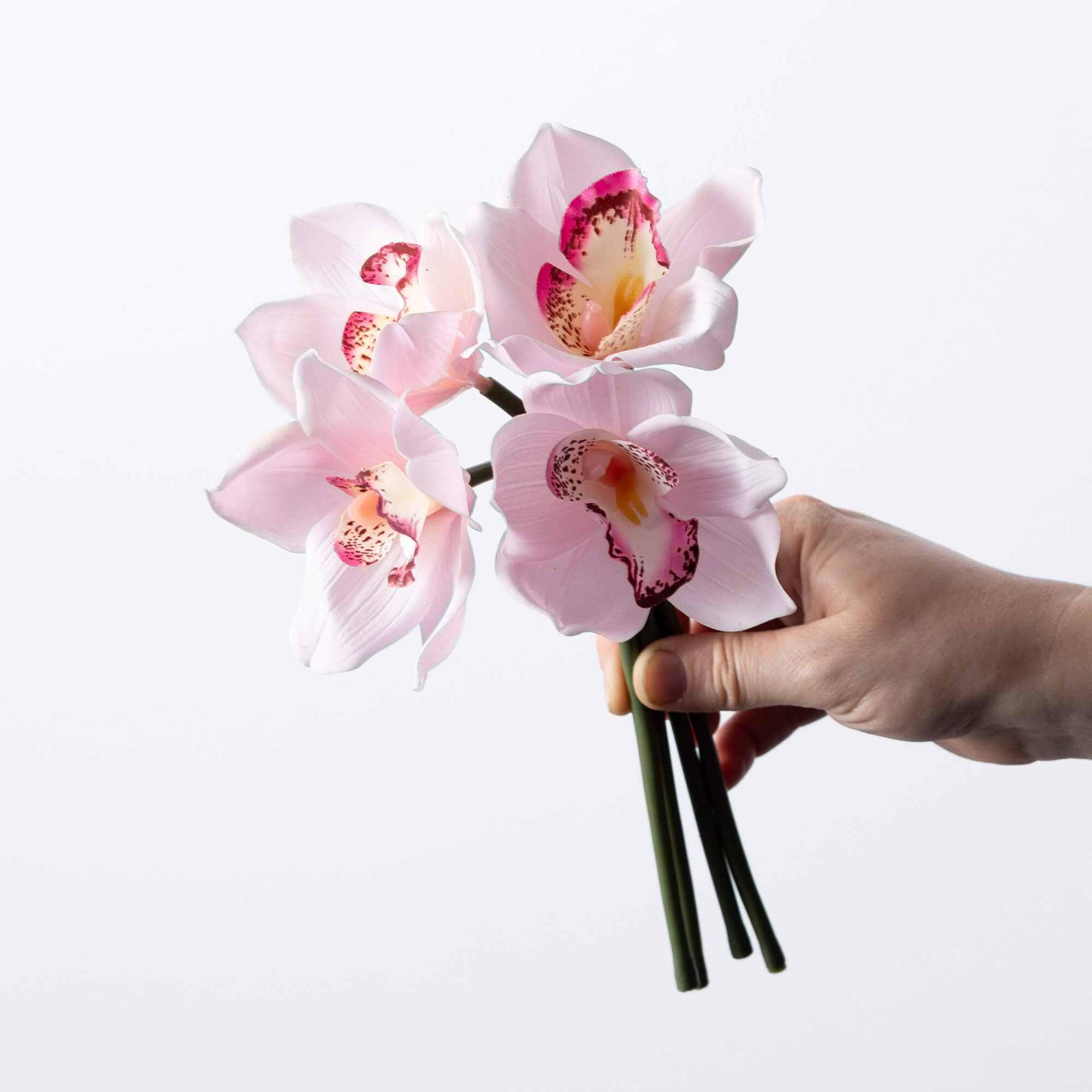 LILY BUSH