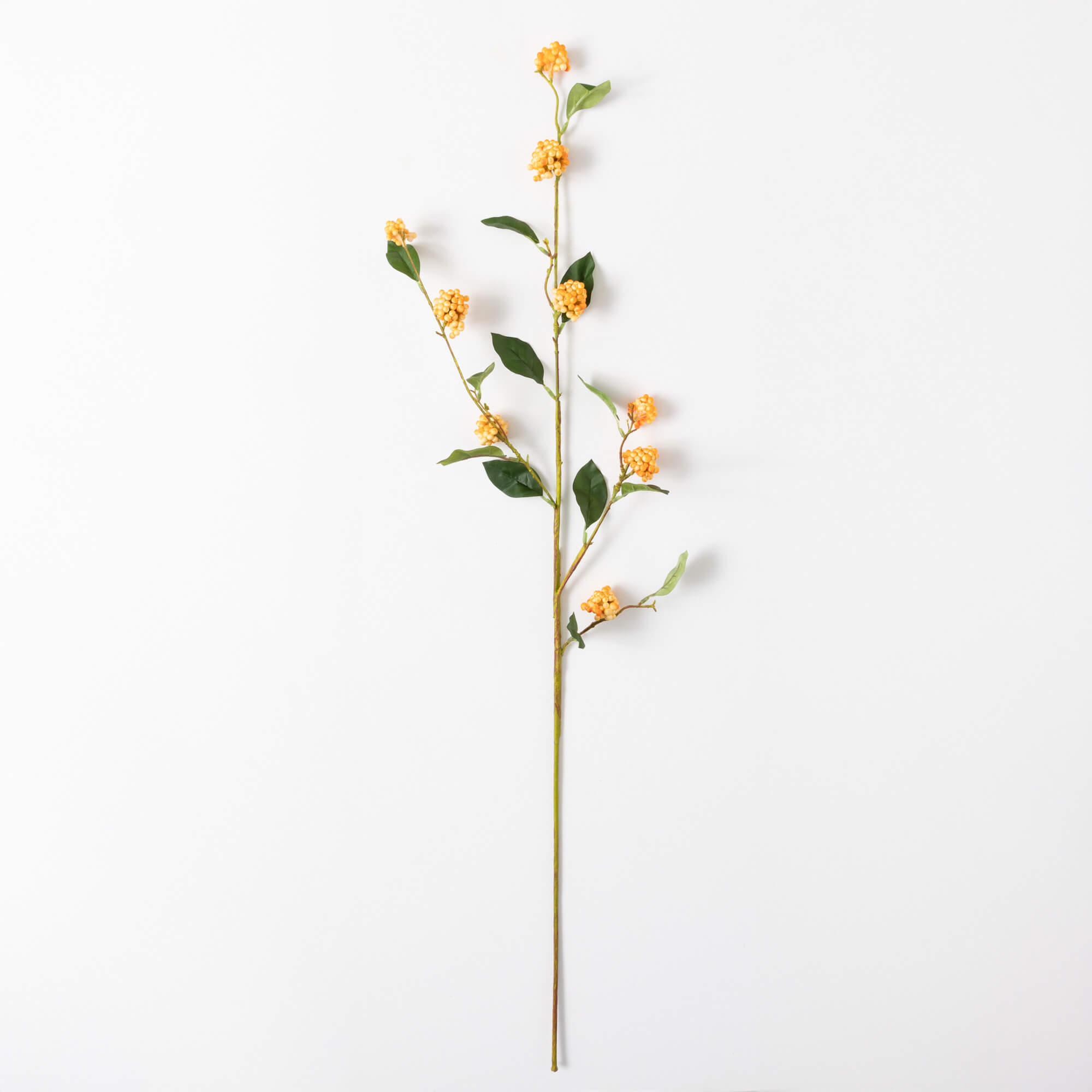 BERRY BRANCH