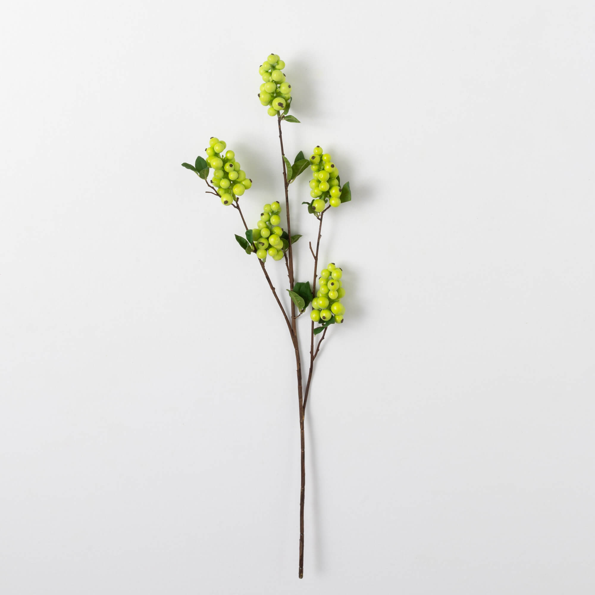 BERRY BRANCH