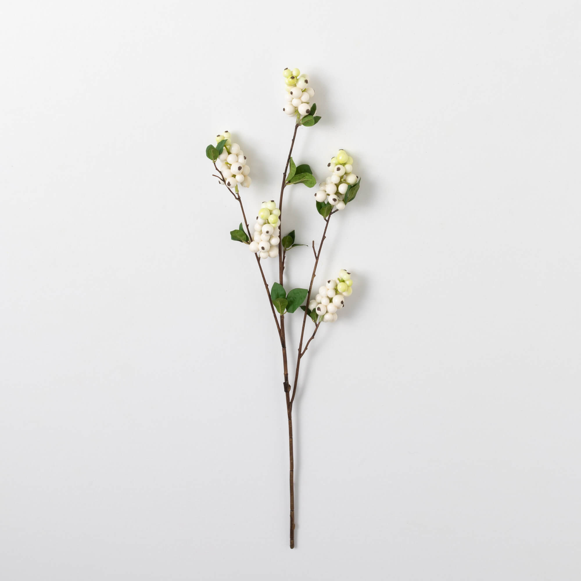 BERRY BRANCH