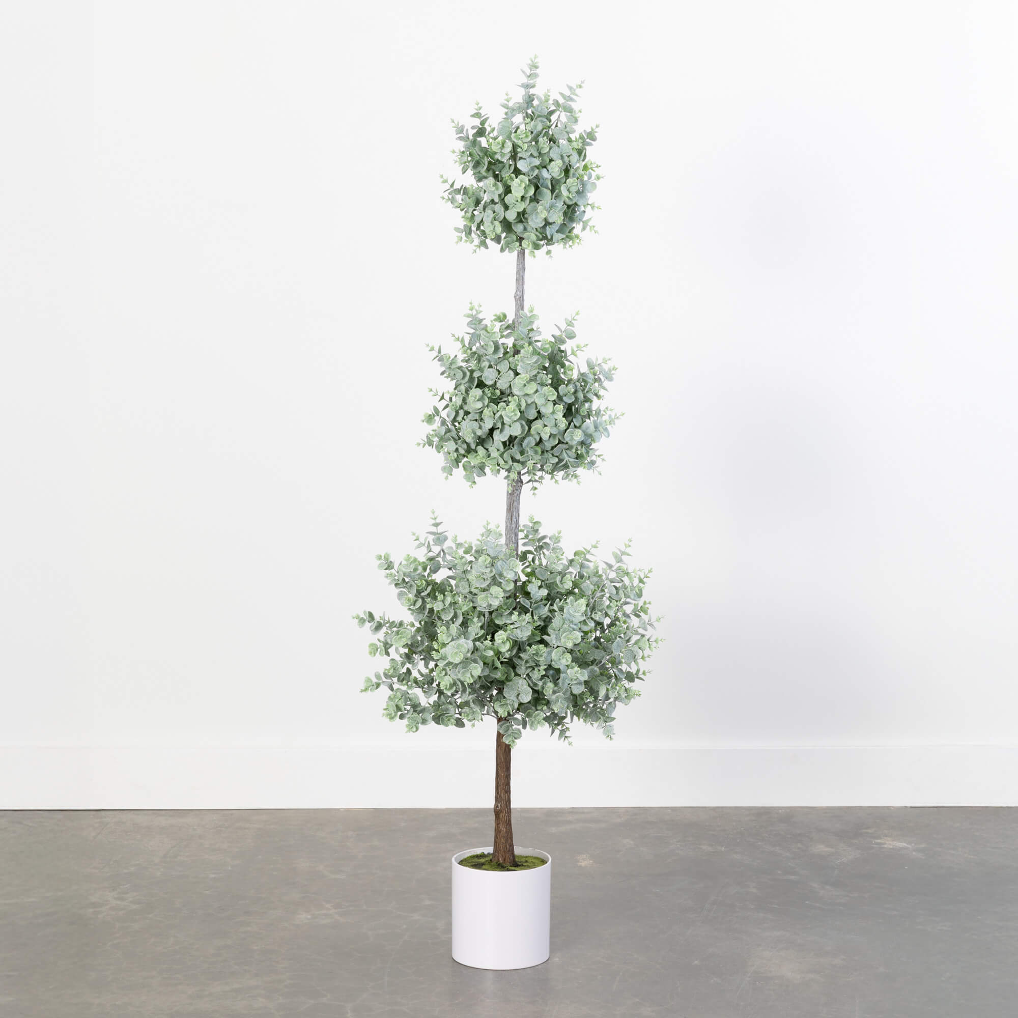 EUCALYPTUS TOPIARY