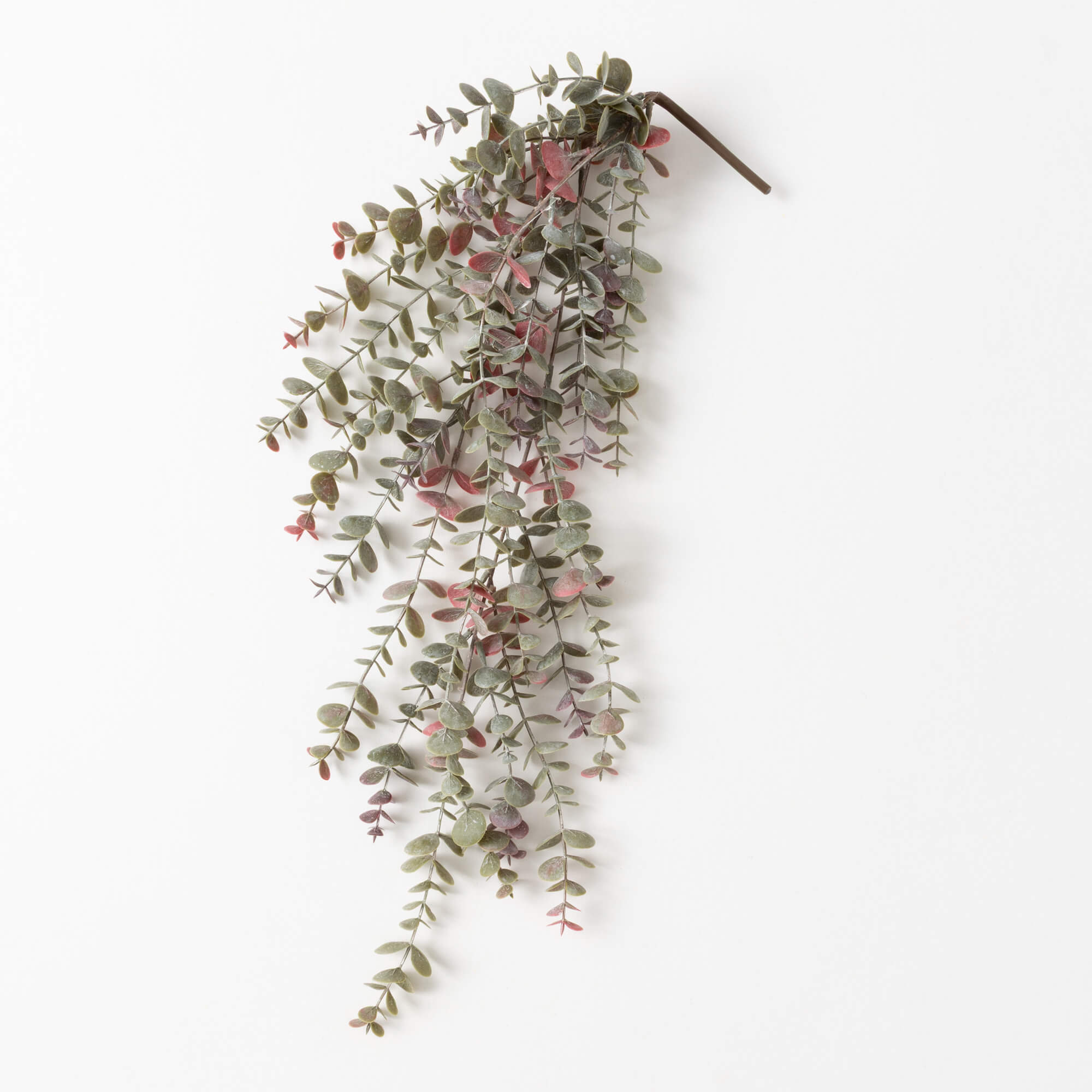 EUCALYPTUS BUSH