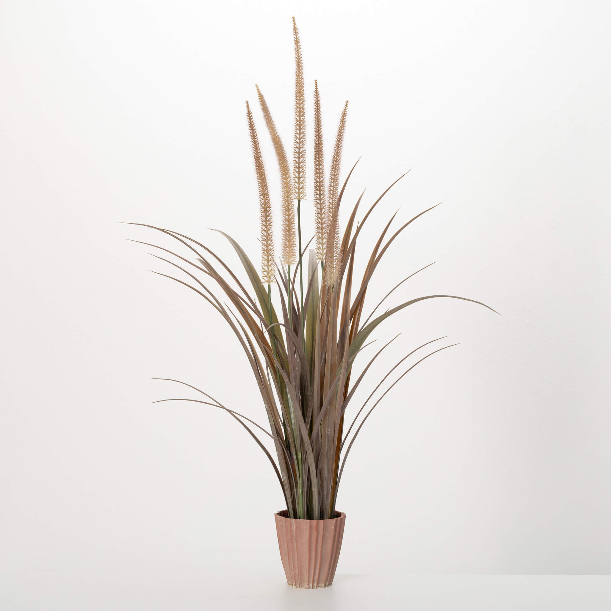 POTTED AGAVE FOXTAIL