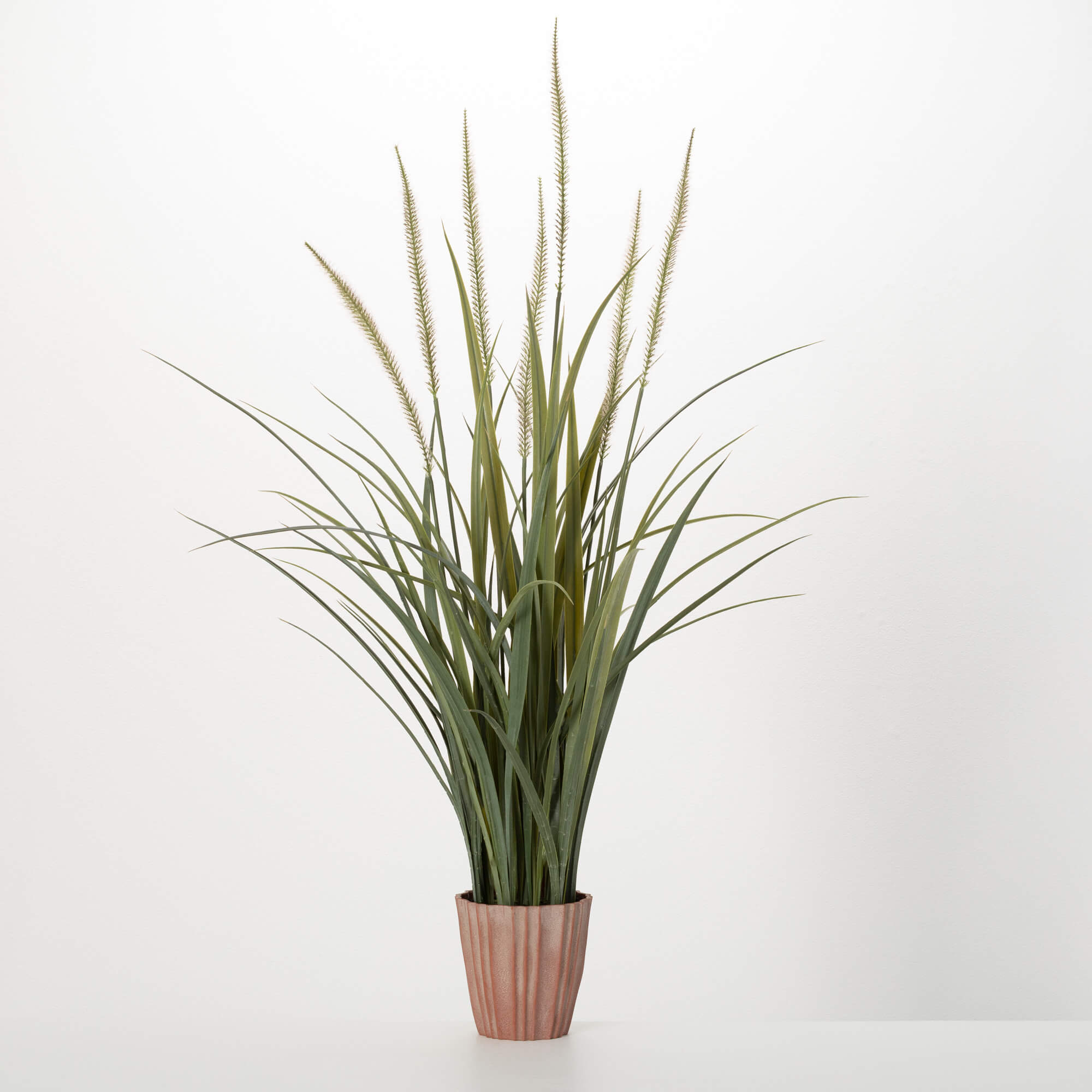POTTED AGAVE FOXTAIL
