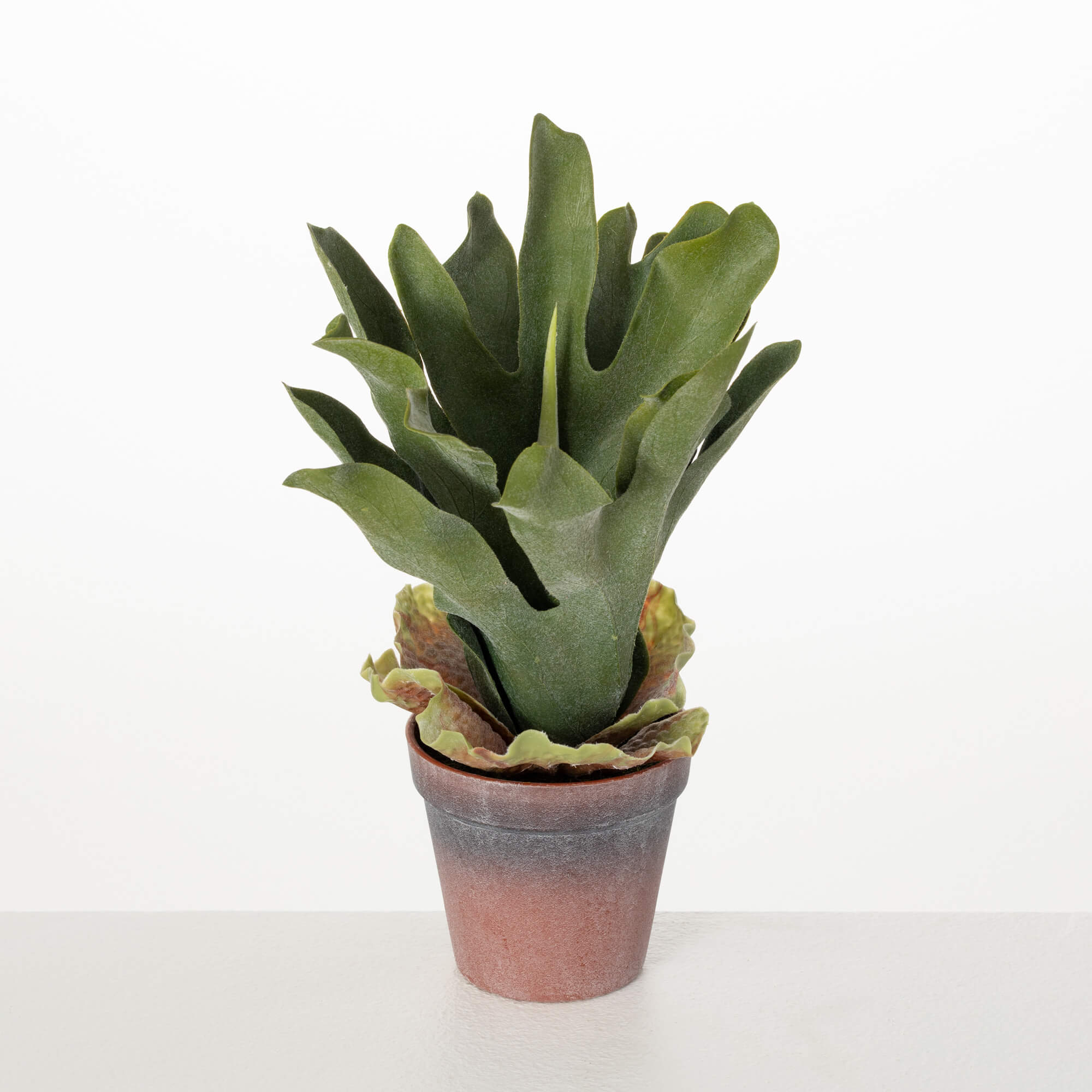 POTTED STAGHORN FERN