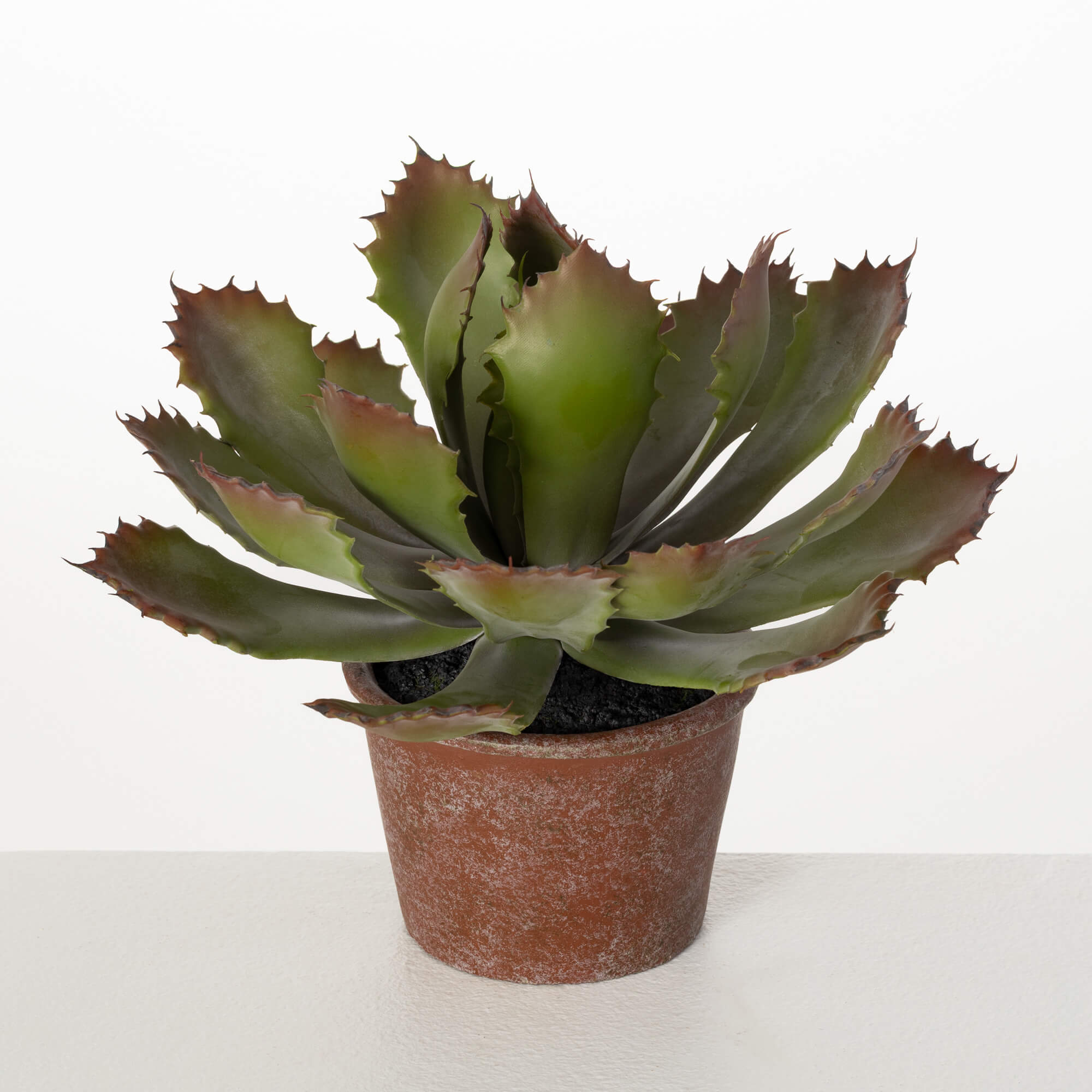 POTTED ECHEVERIA