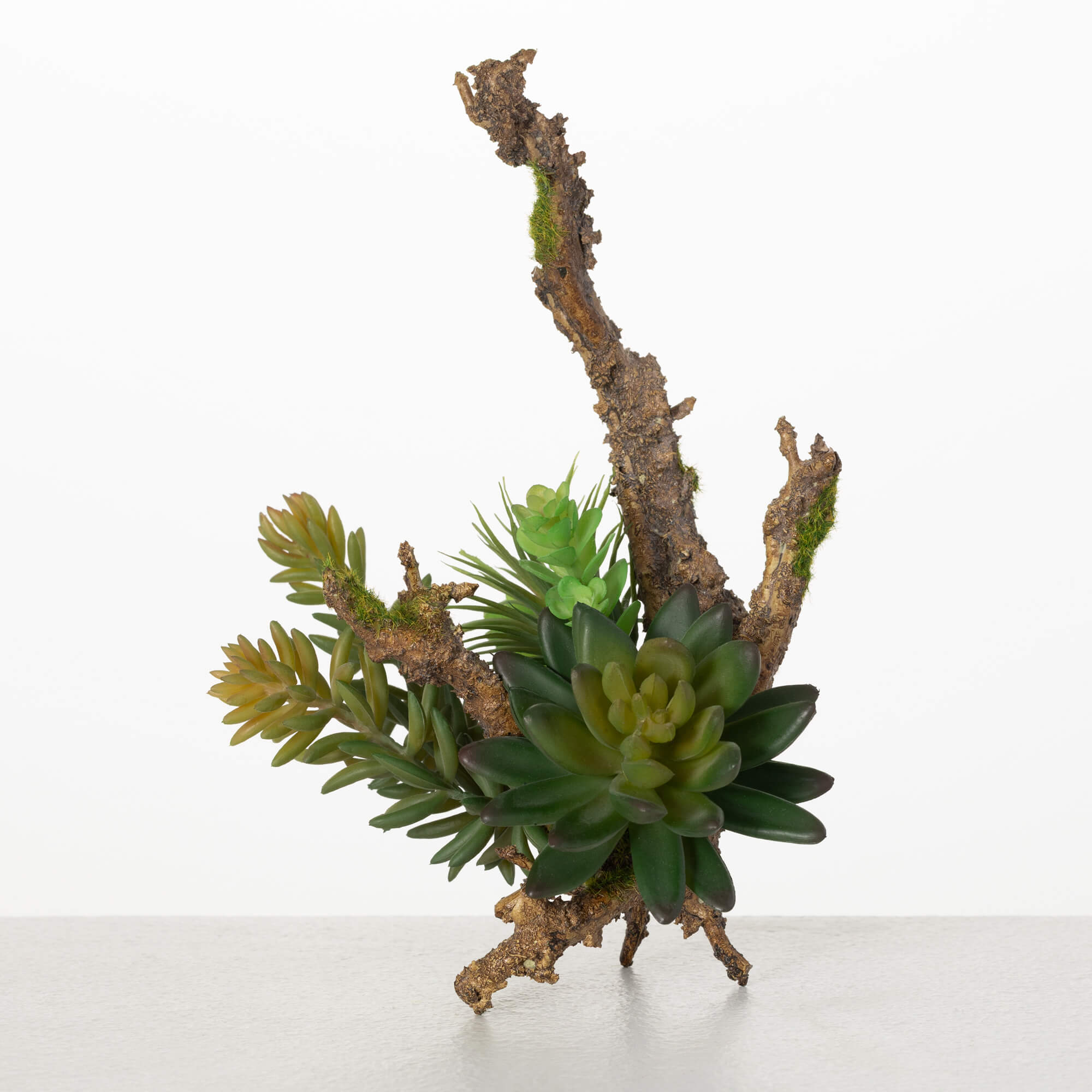 SUCCULENT ON BRANCH