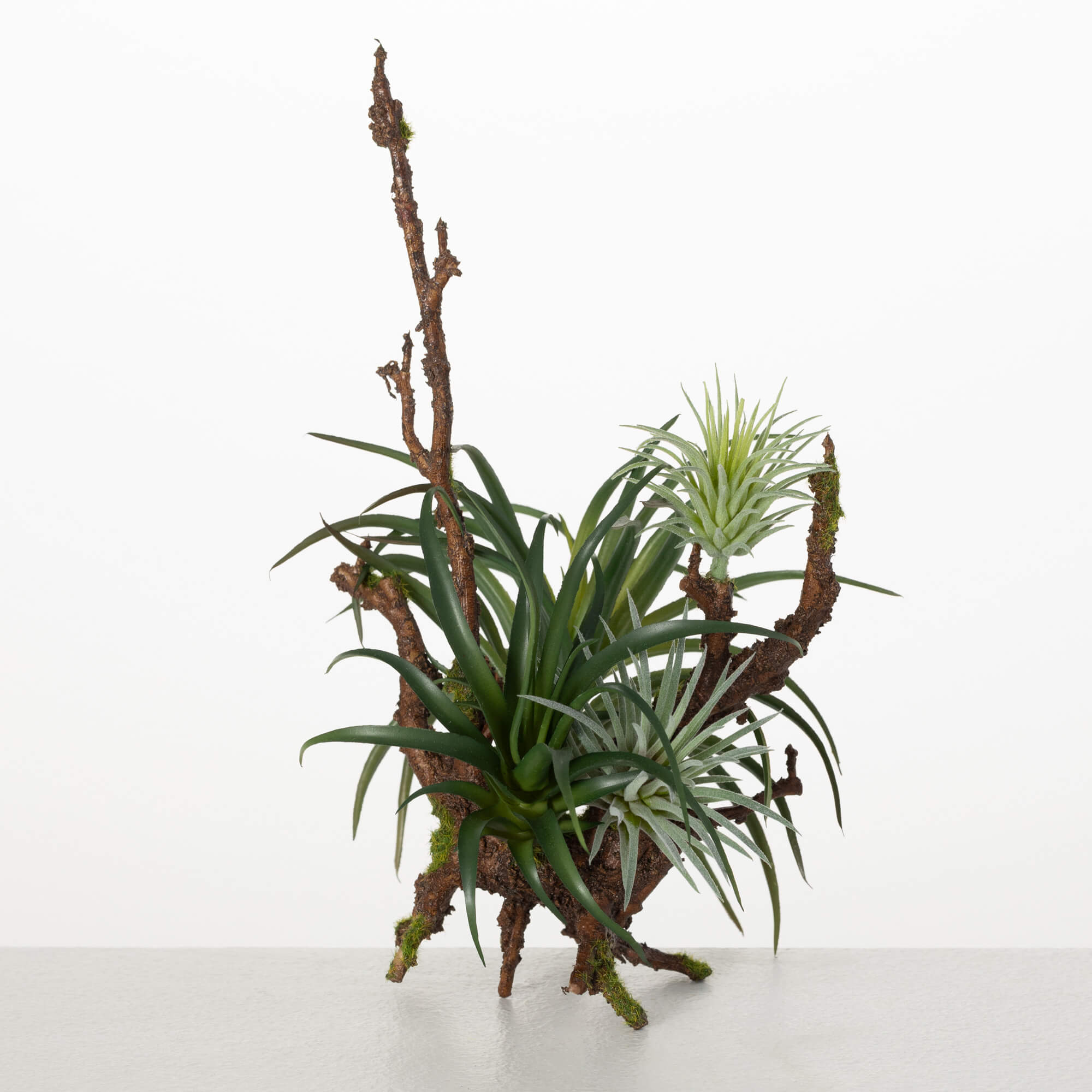 AIR PLANT ON BRANCH