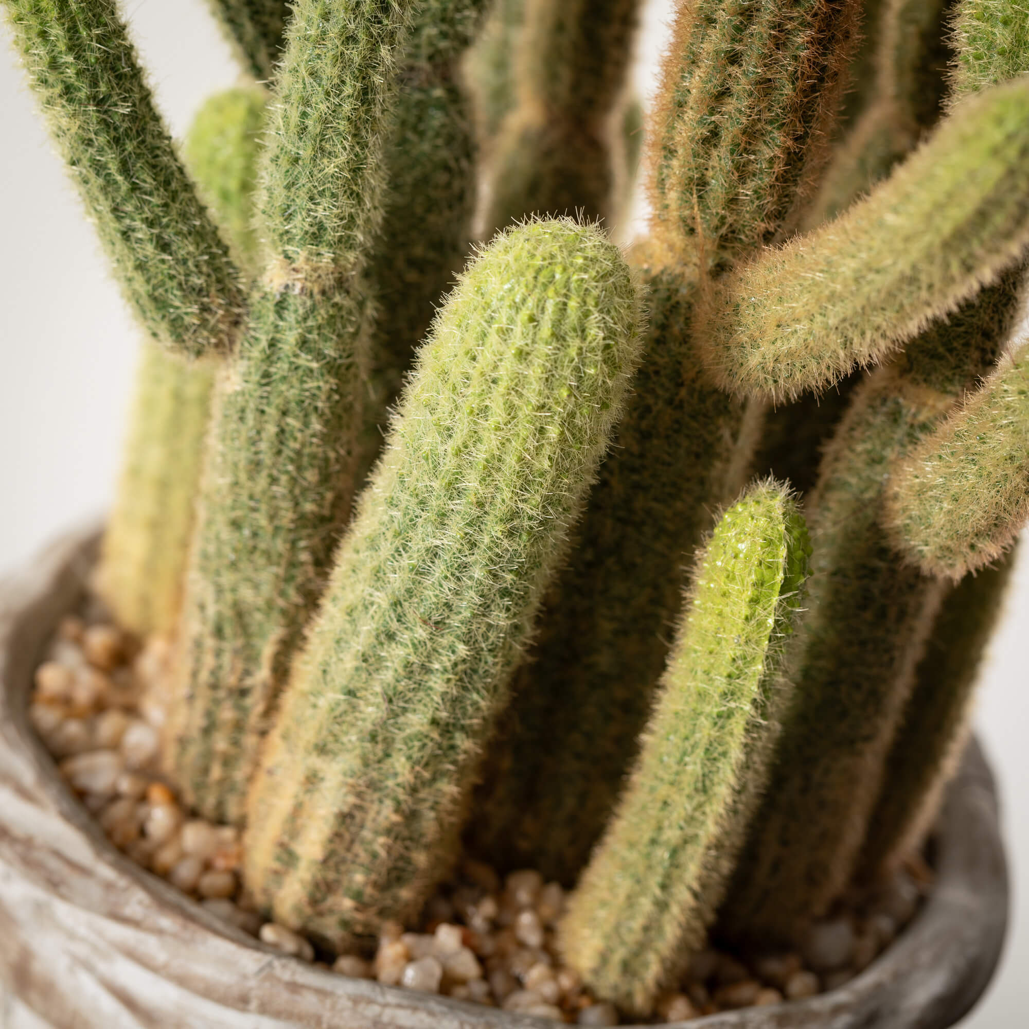 POTTED CACTUS