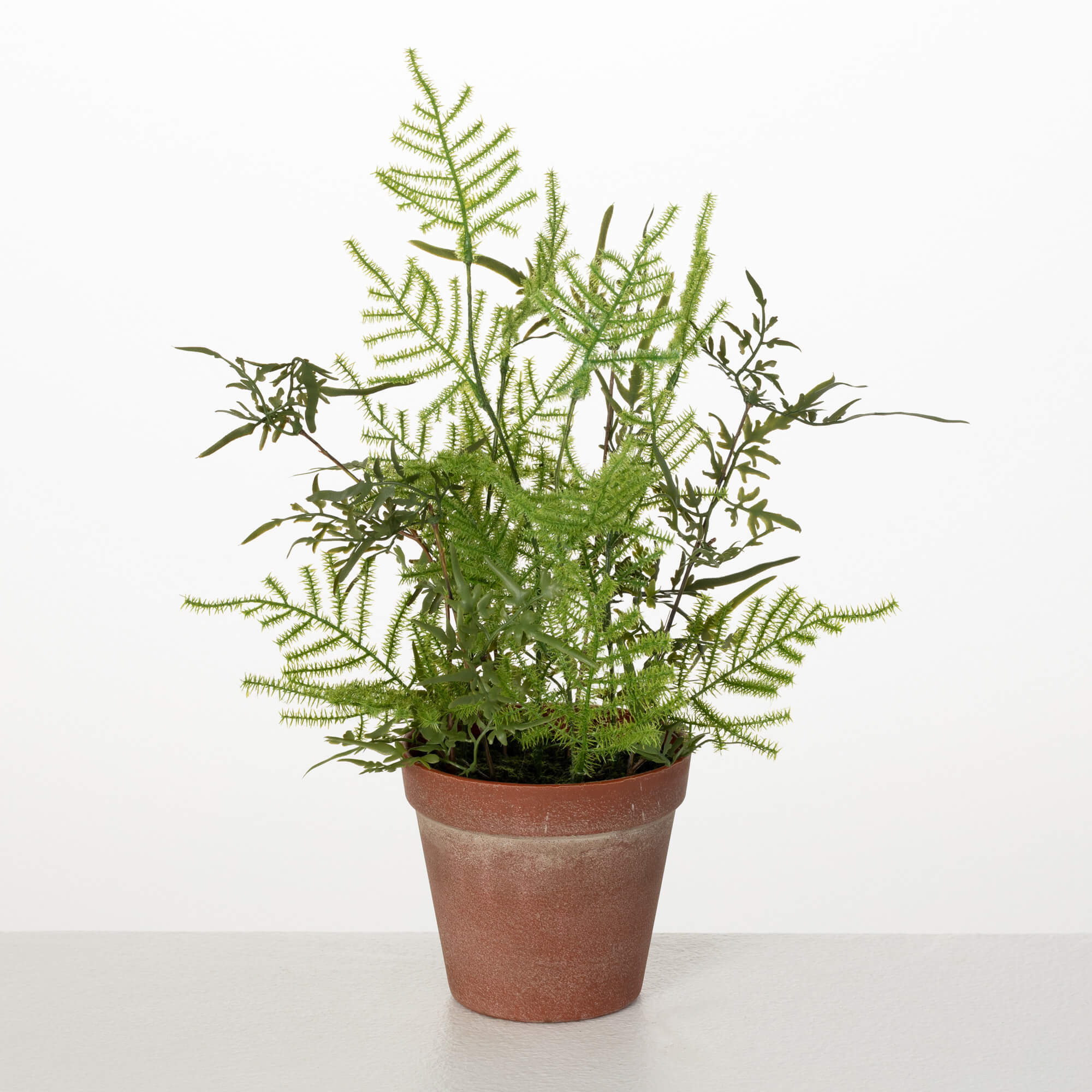POTTED PLUMOSA