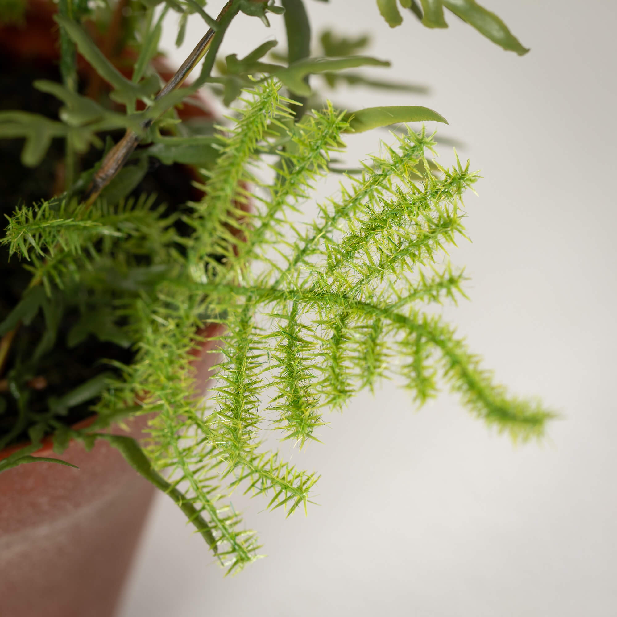 POTTED PLUMOSA