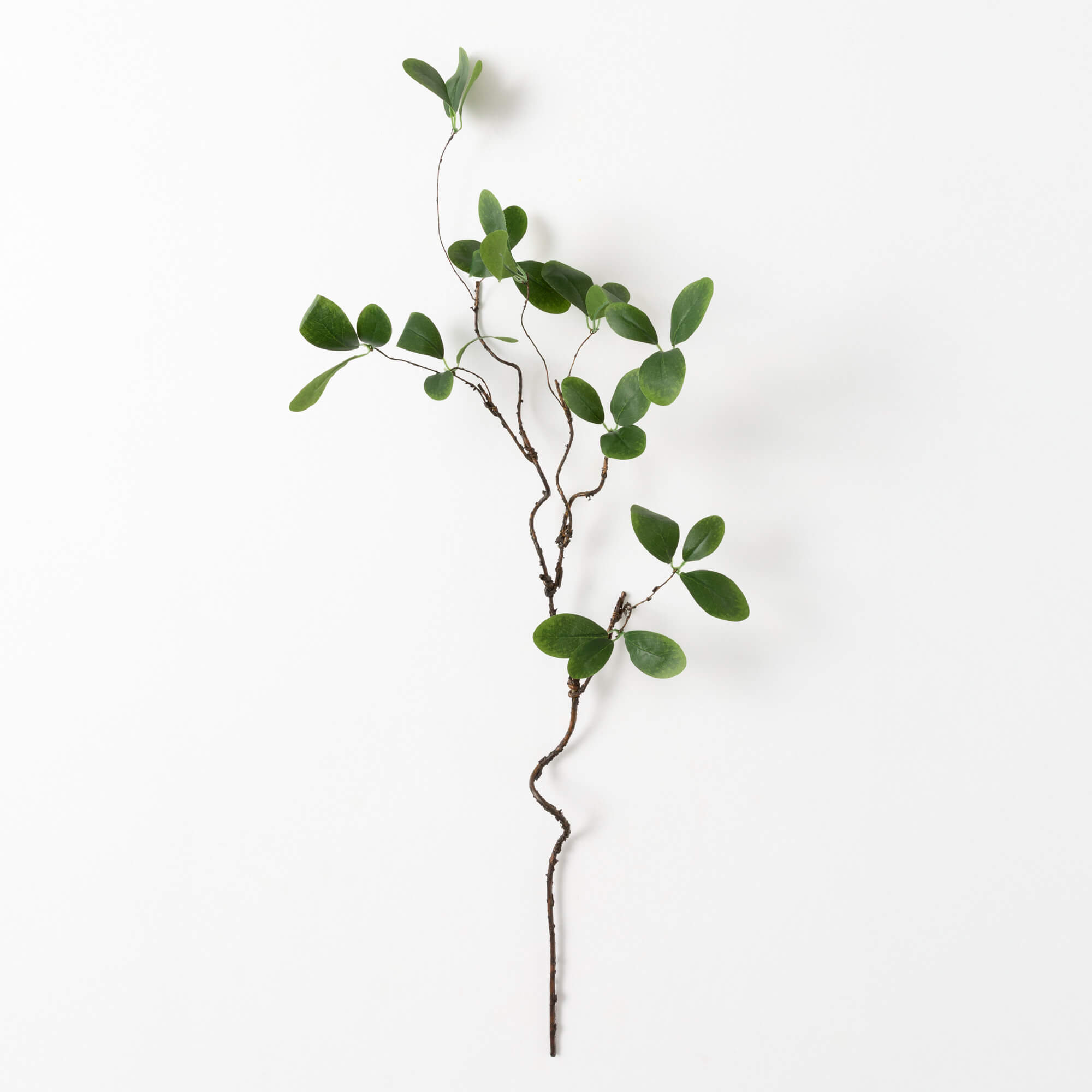 TWIG FOLIAGE BRANCH