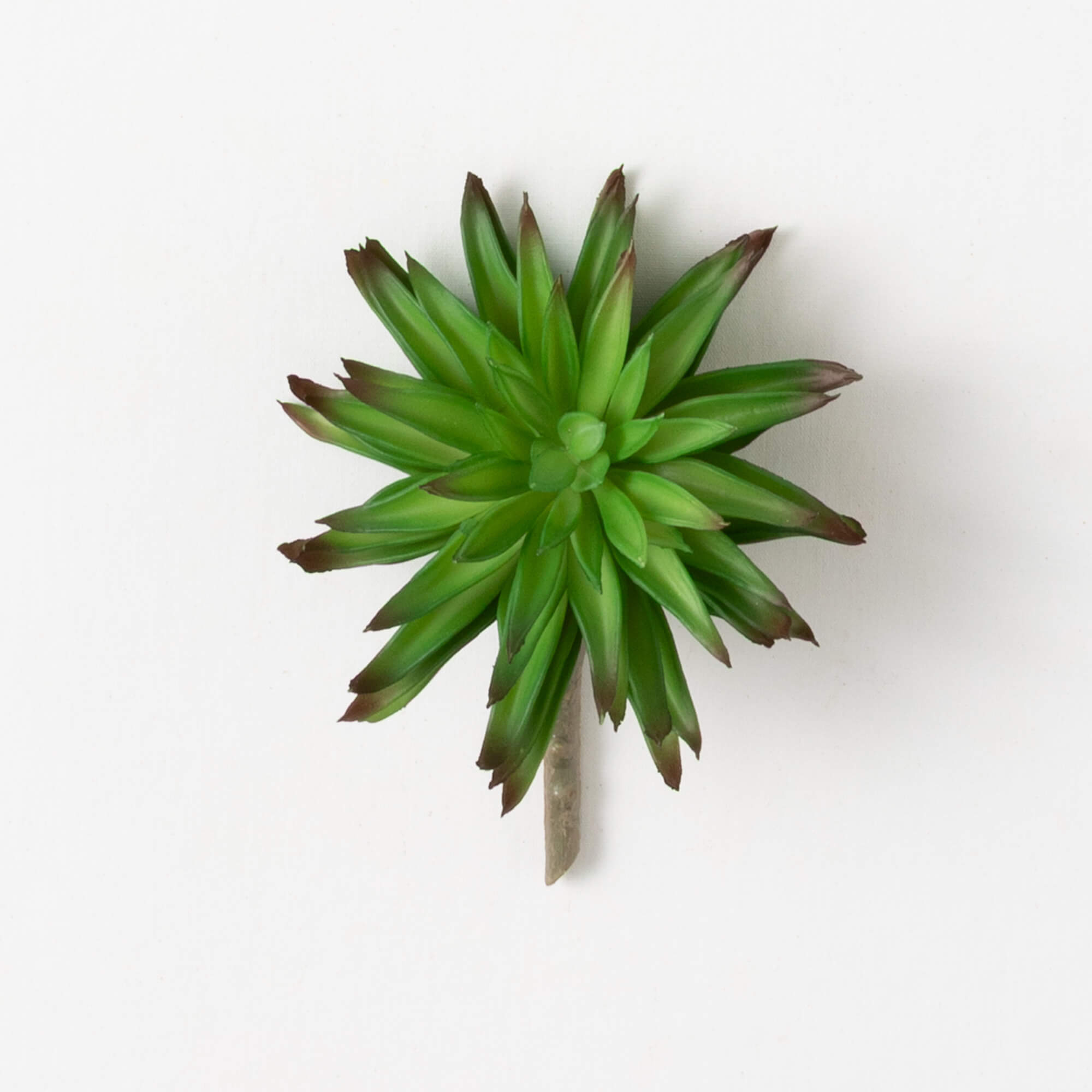 AEONIUM PICK