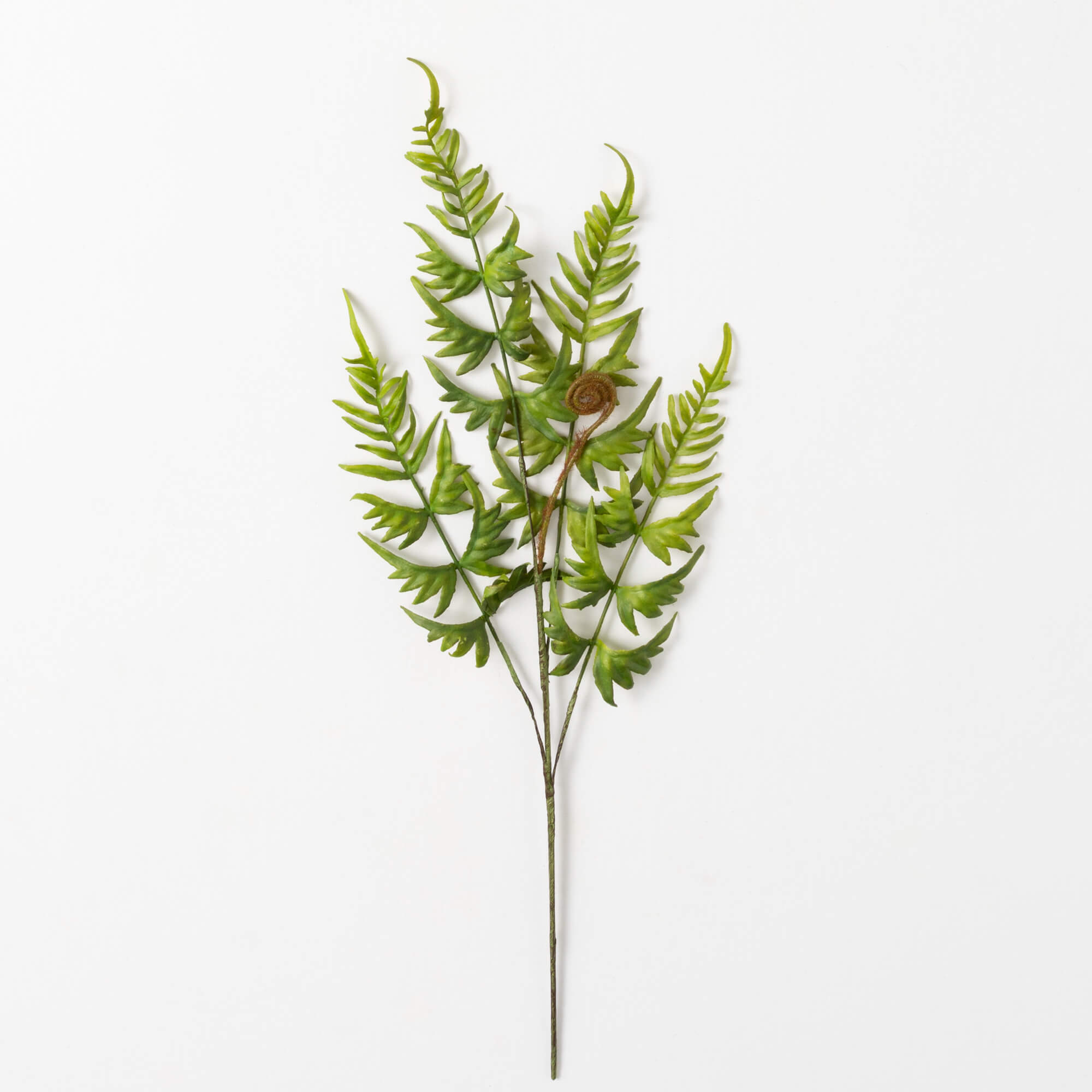 FERN PICK