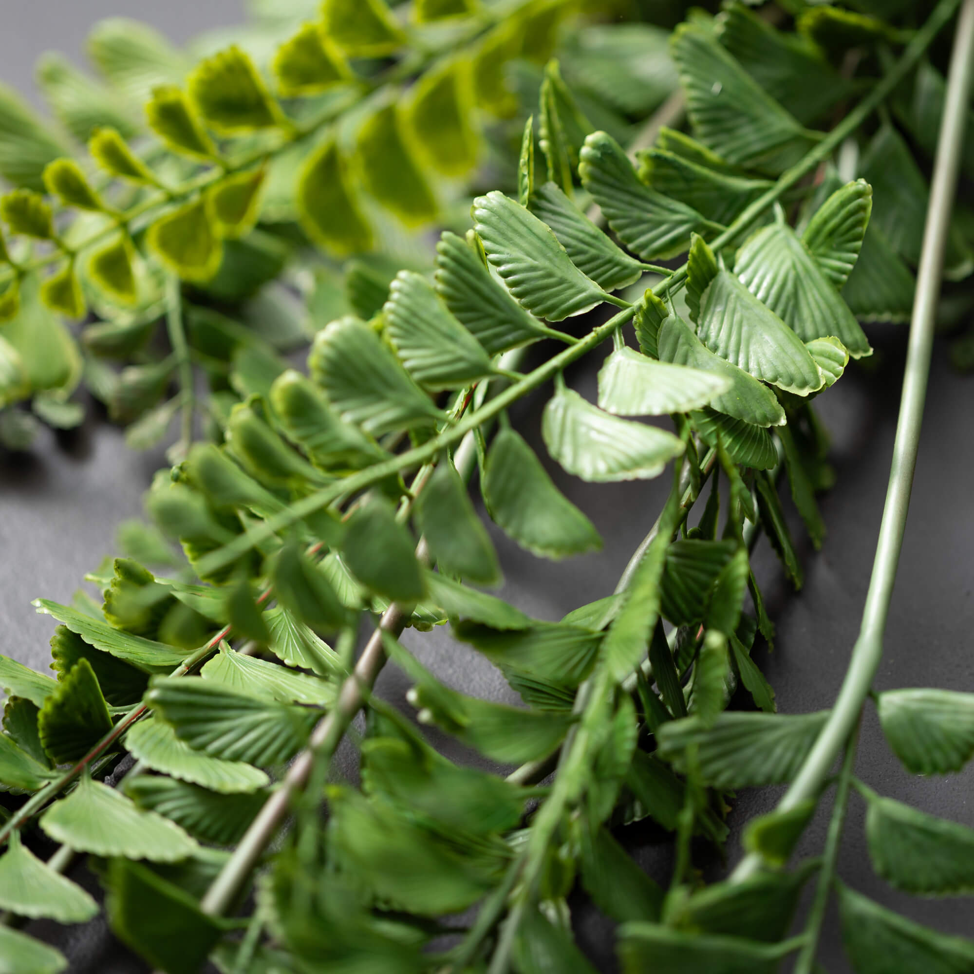 JUMBO FERN BUSH