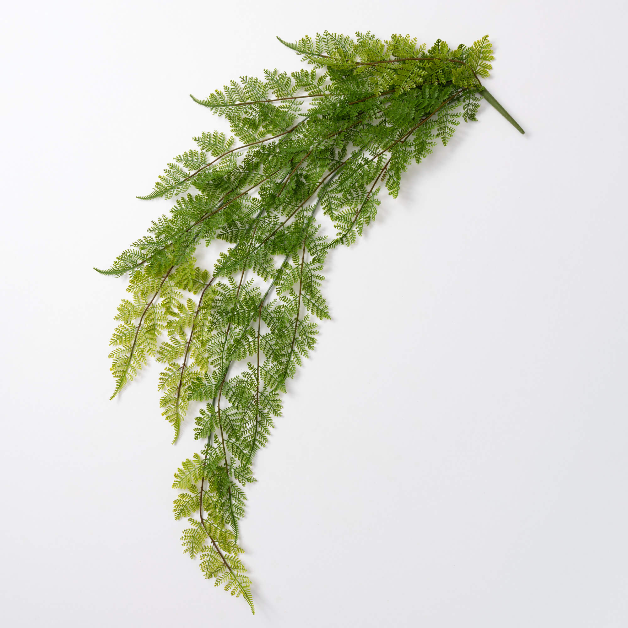 JUMBO LEAF BUSH