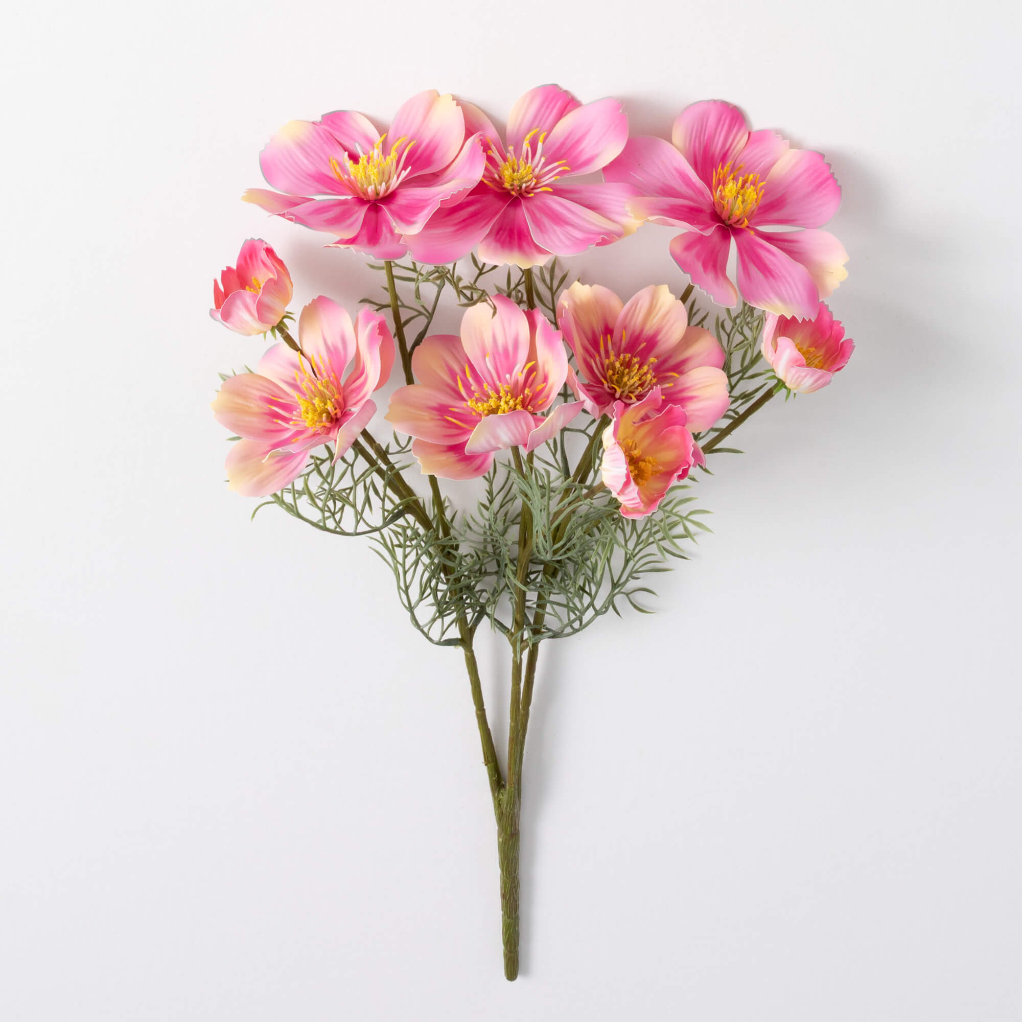 COSMOS BUSH