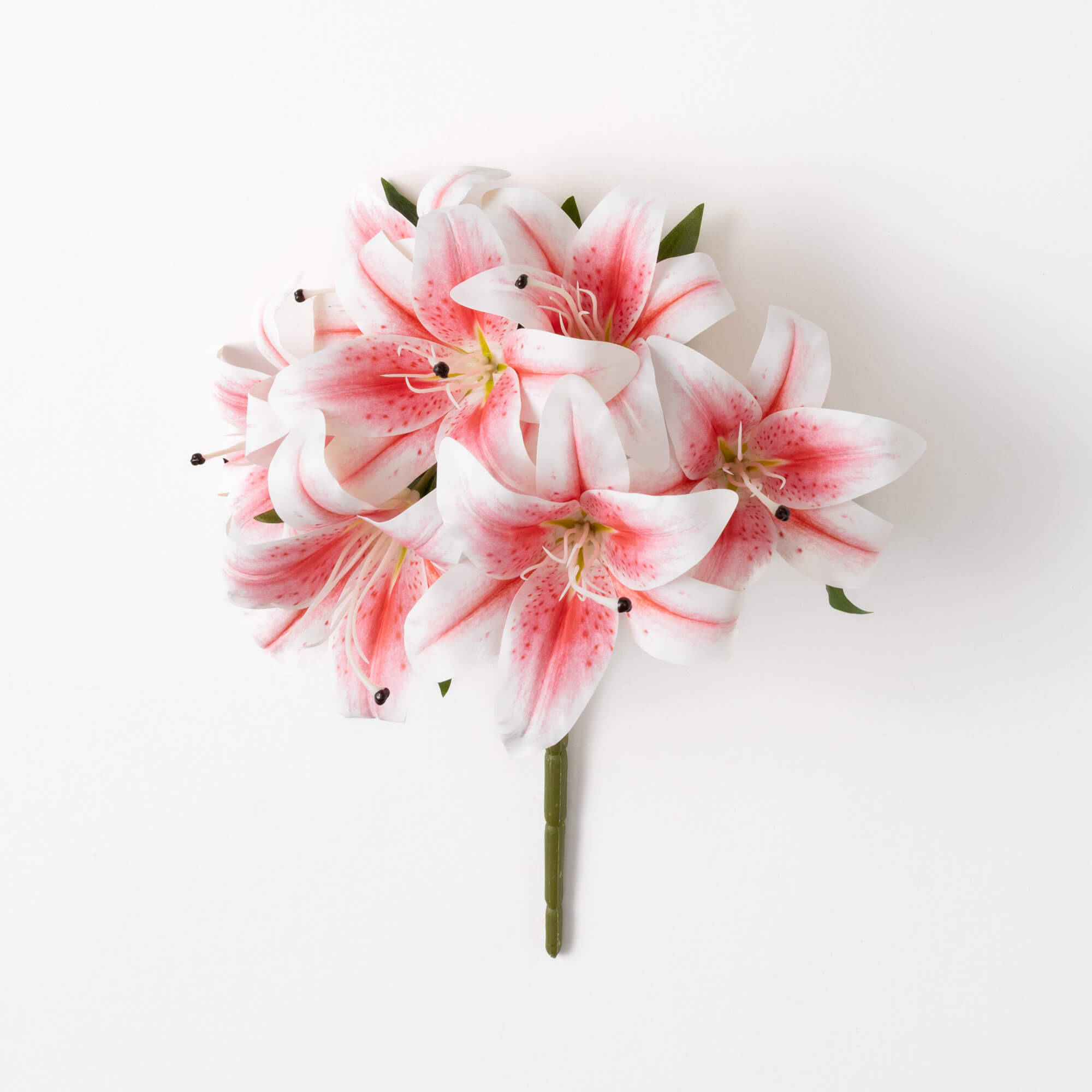 CASA LILY BUSH